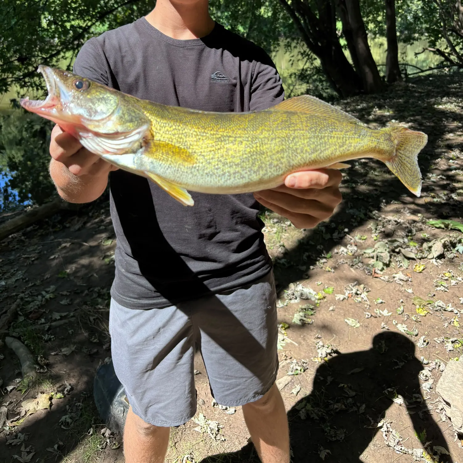 Walleye caught on Fishbrain