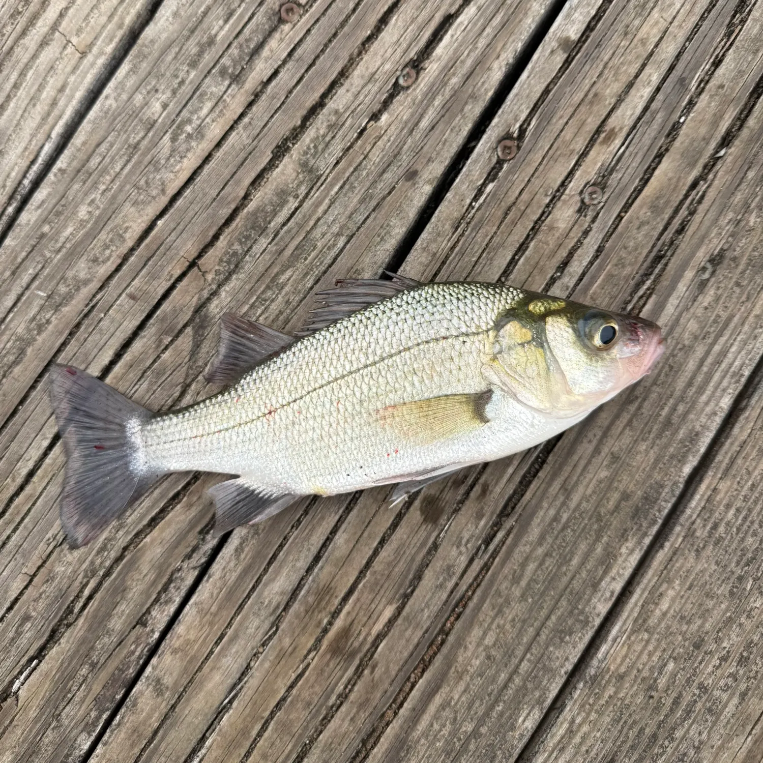 White perch caught on Fishbrain