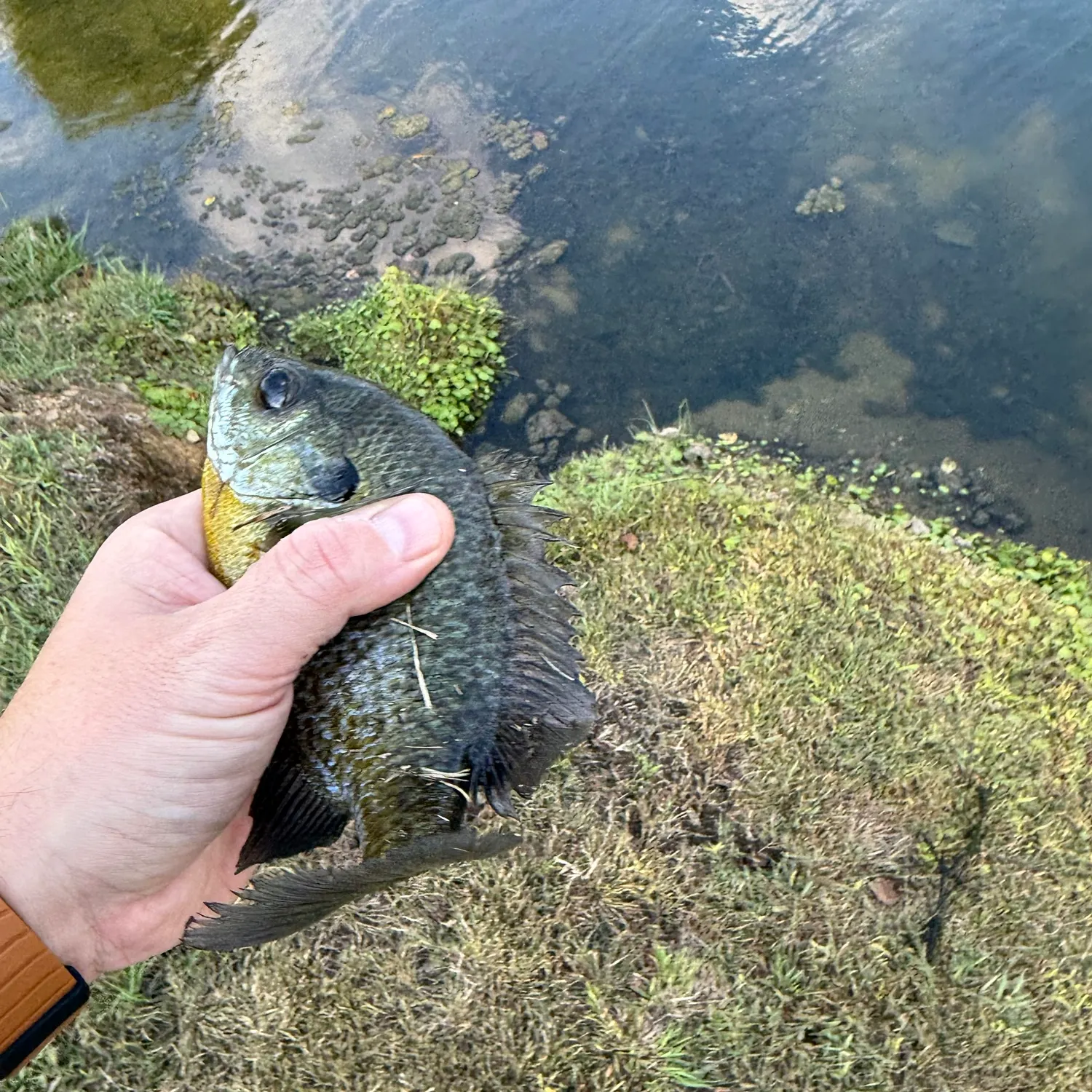 Bluegill caught on Fishbrain