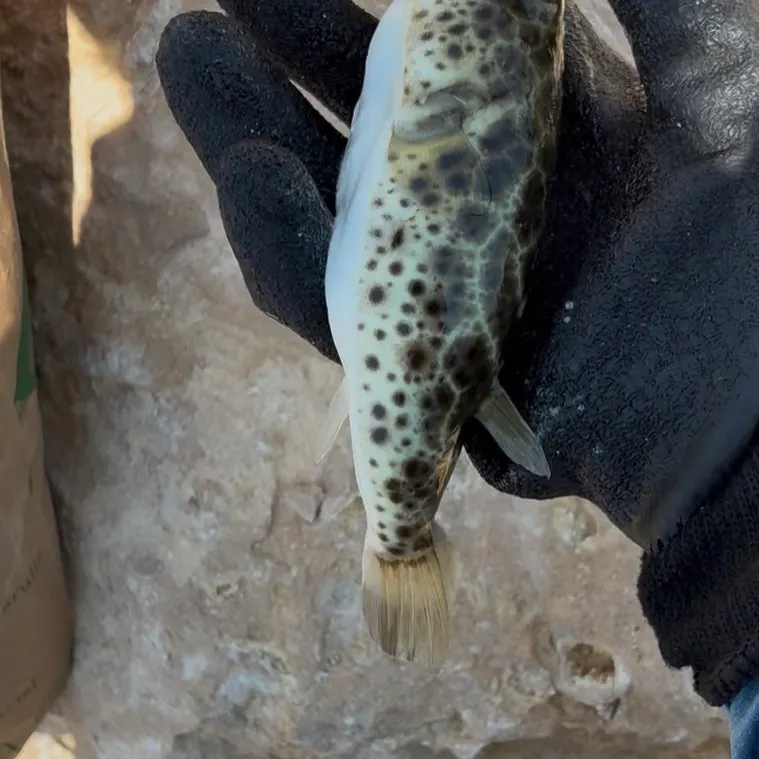 The most recent Milkspotted puffer catches on Fishbrain