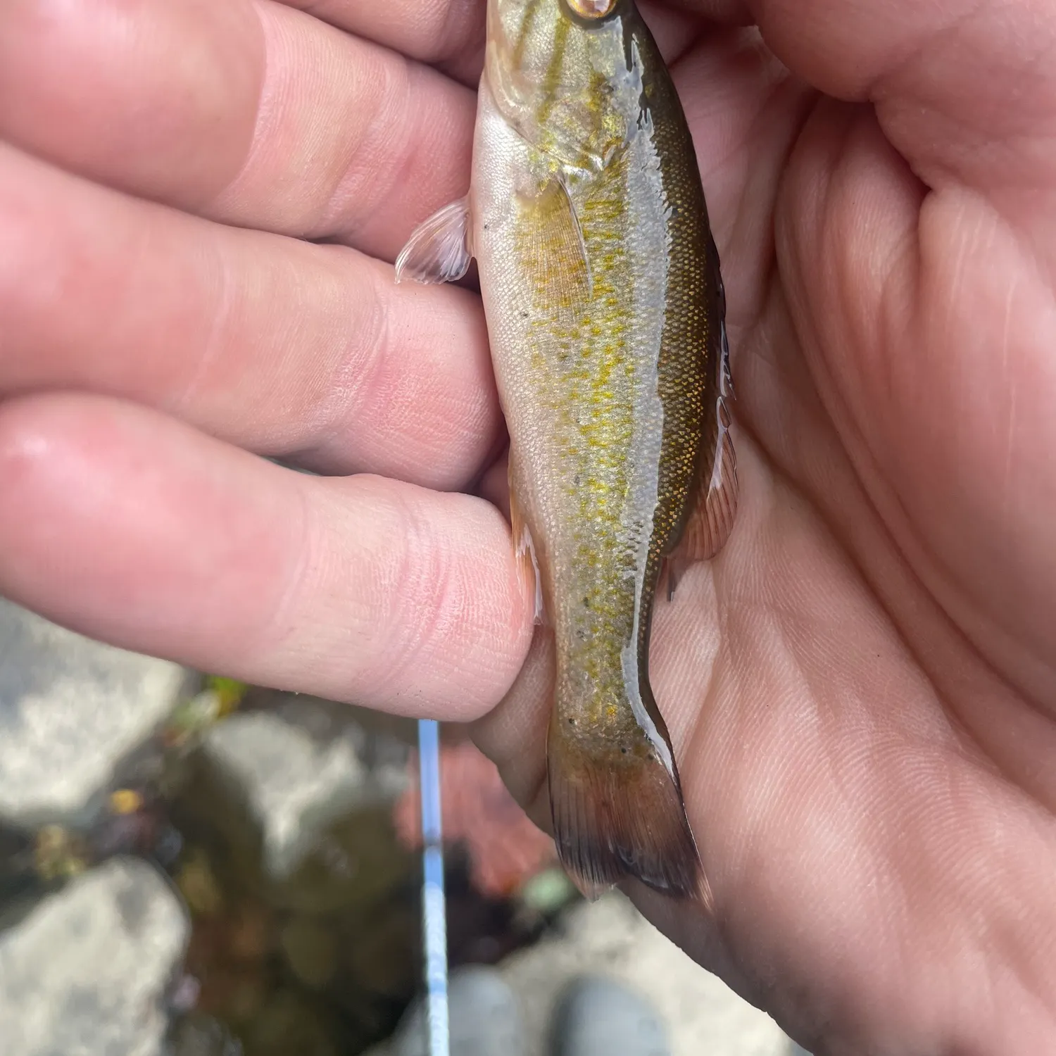 Smallmouth bass caught on Fishbrain