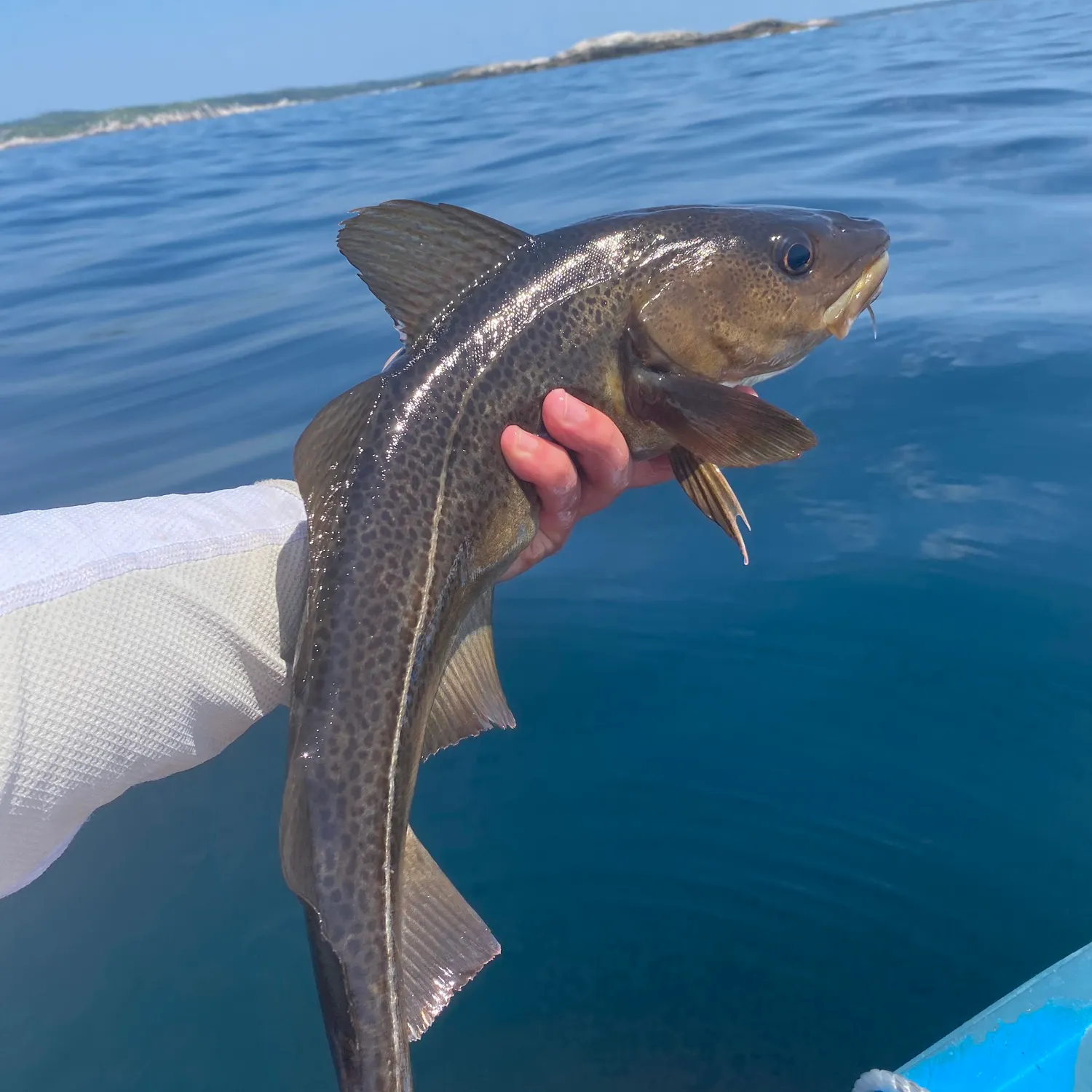 The most recent Atlantic cod catches on Fishbrain