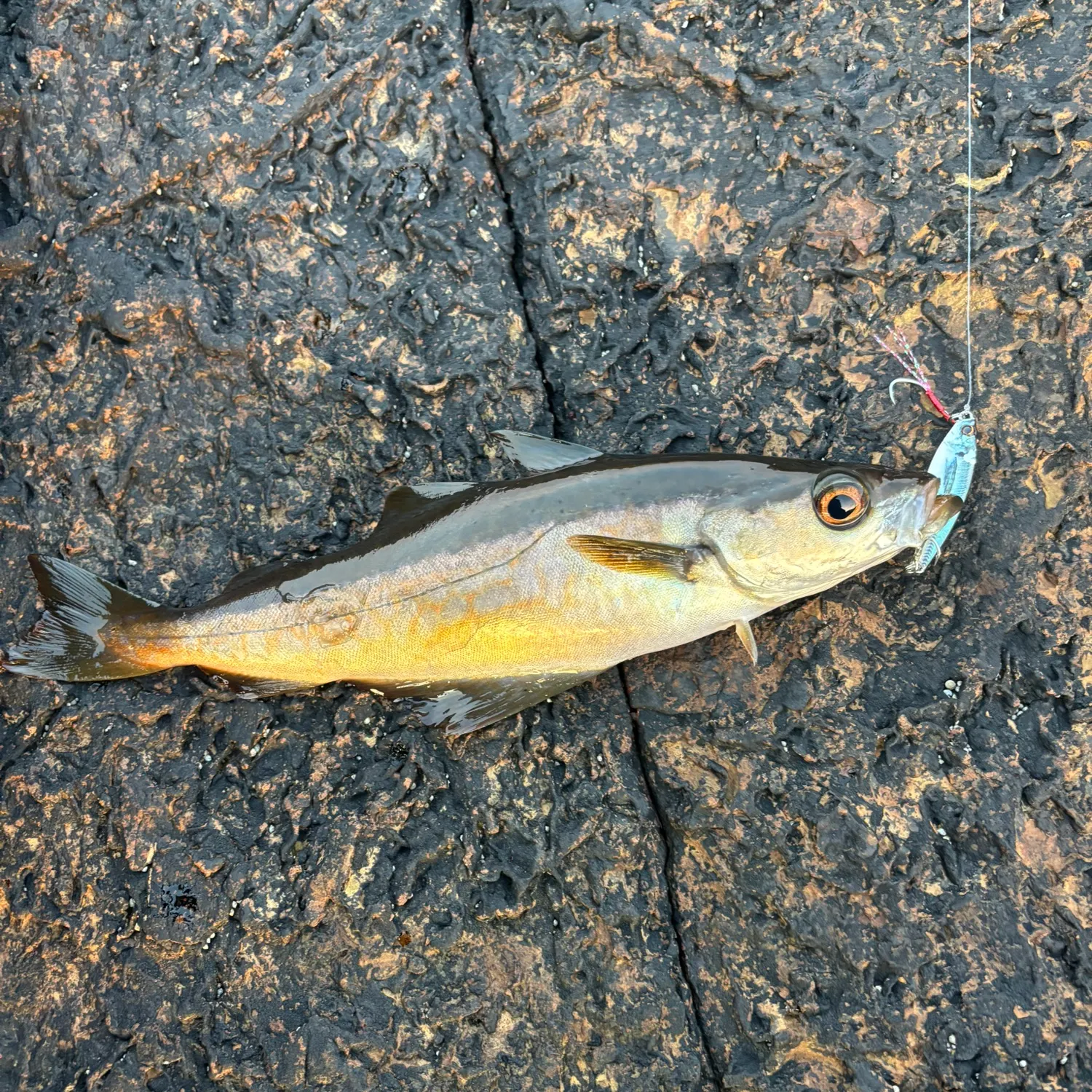 The most recent Pollack catches on Fishbrain