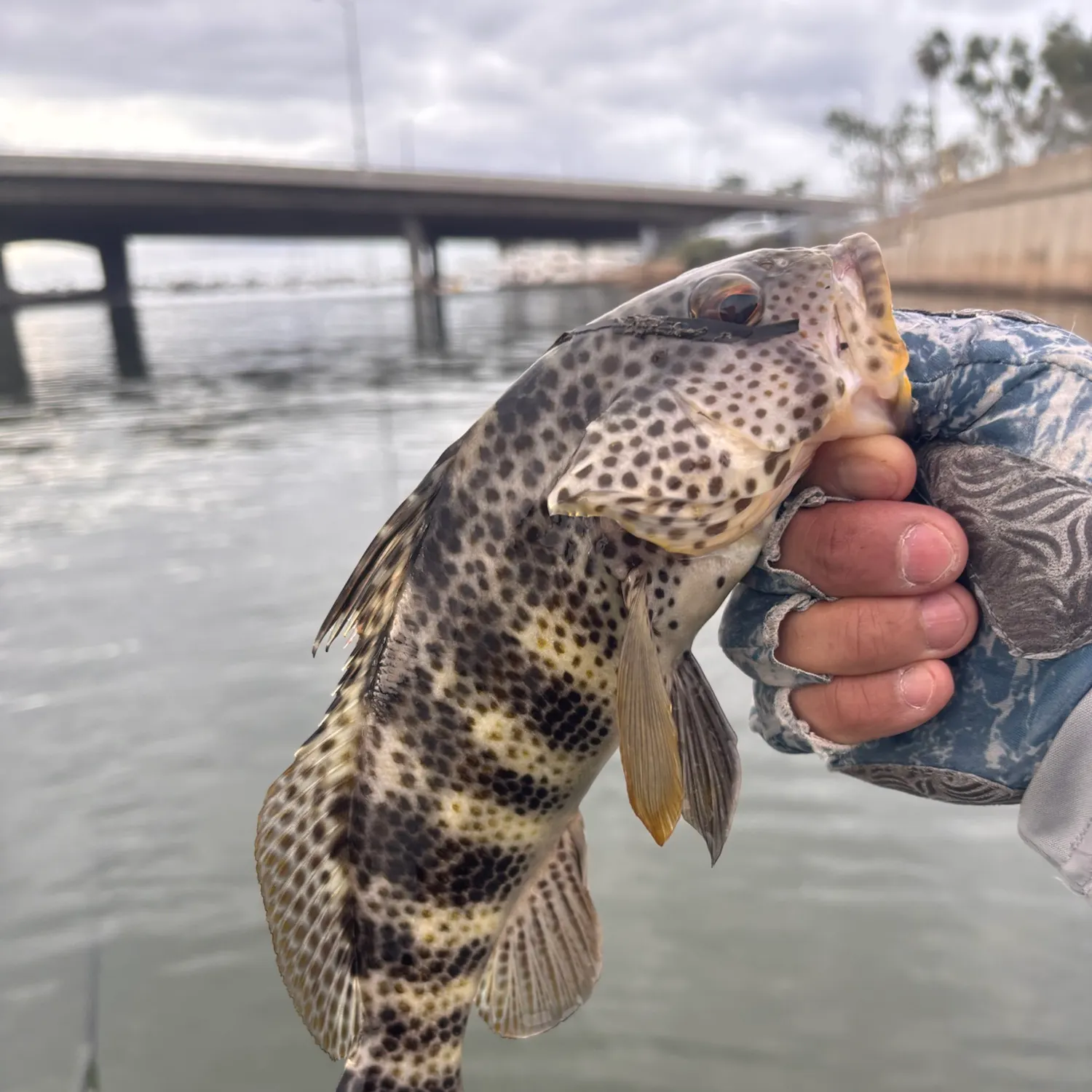 Spotted sand bass caught on Fishbrain