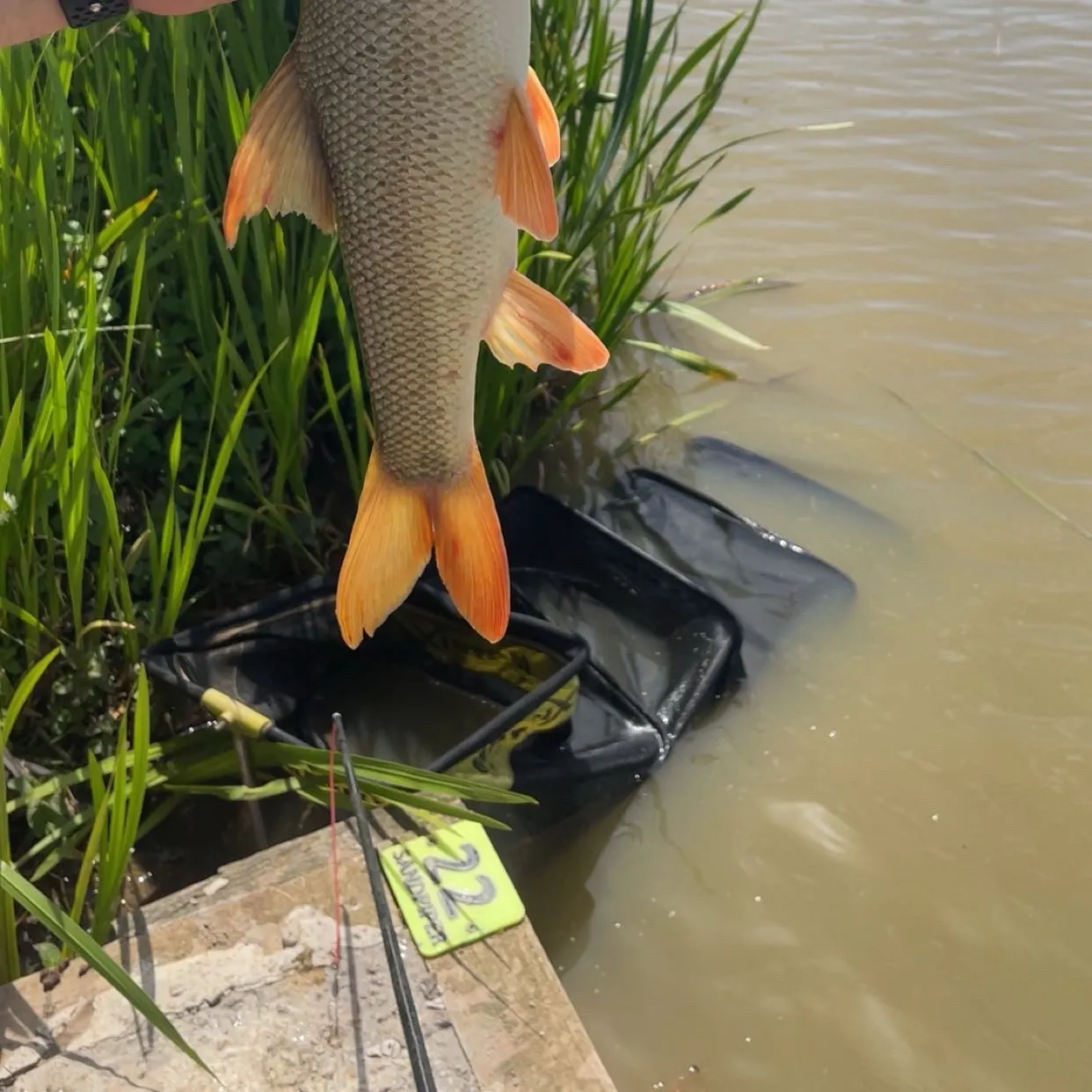 The most recent Common barbel catches on Fishbrain