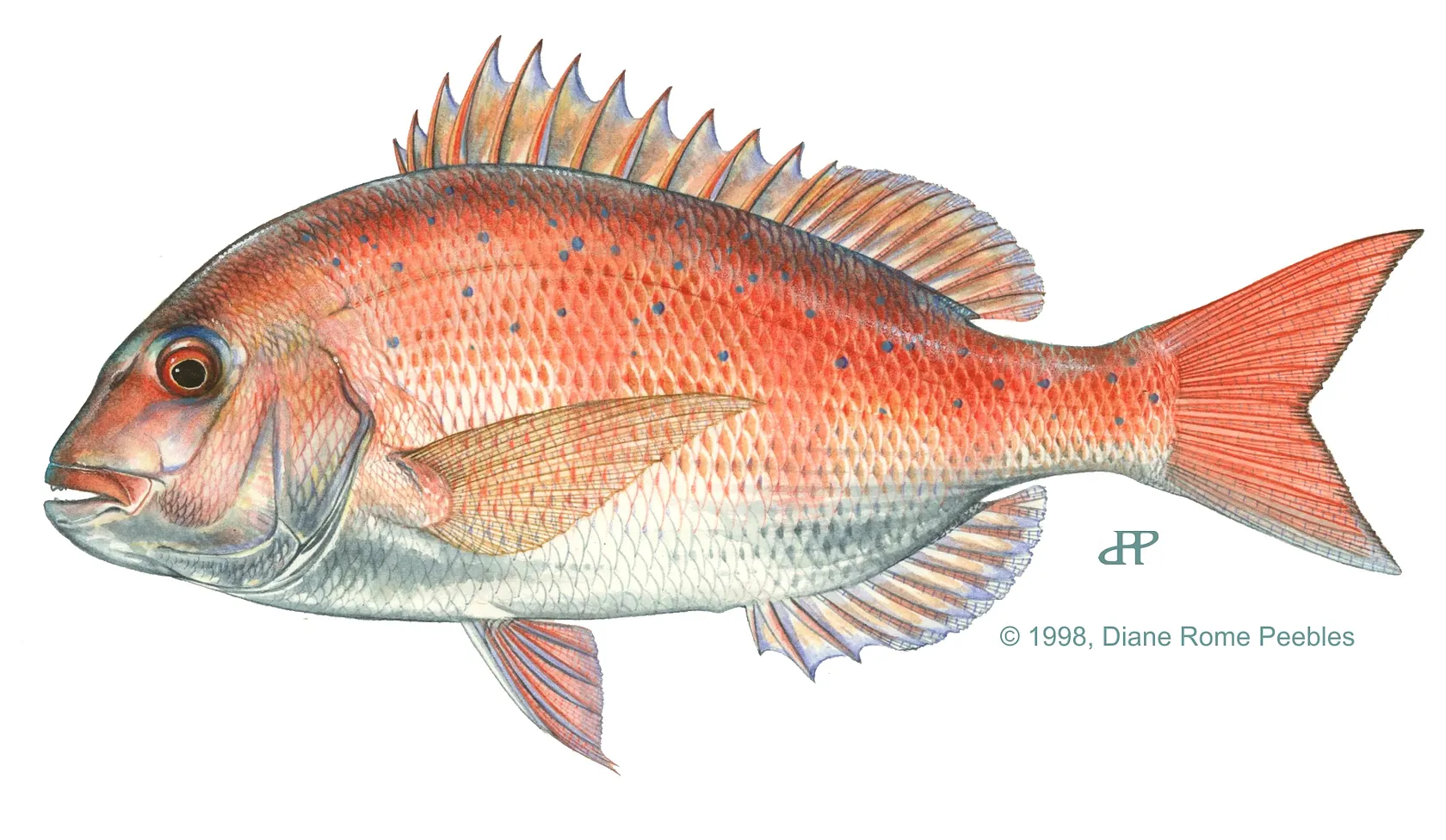 Red seabream