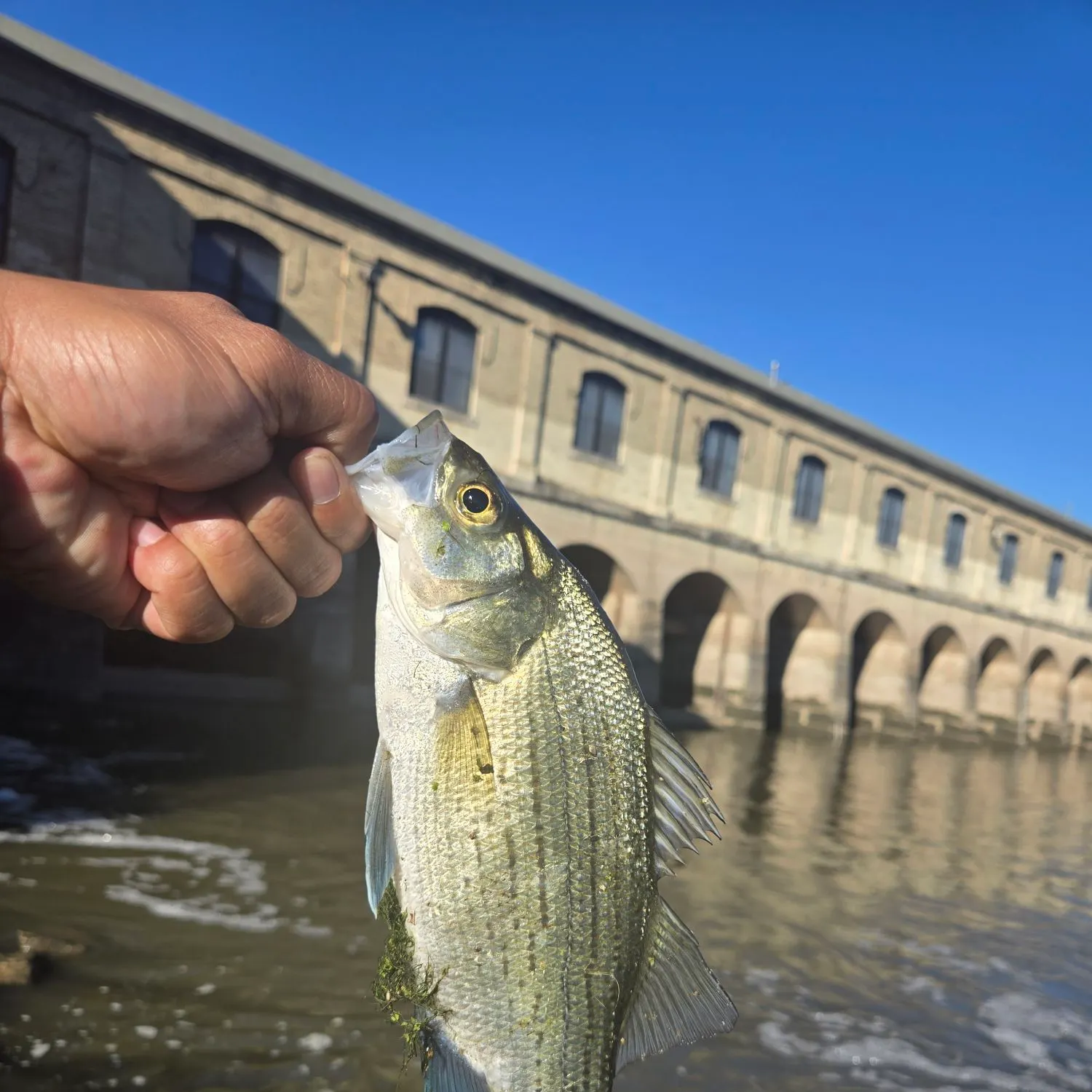 White bass caught on Fishbrain