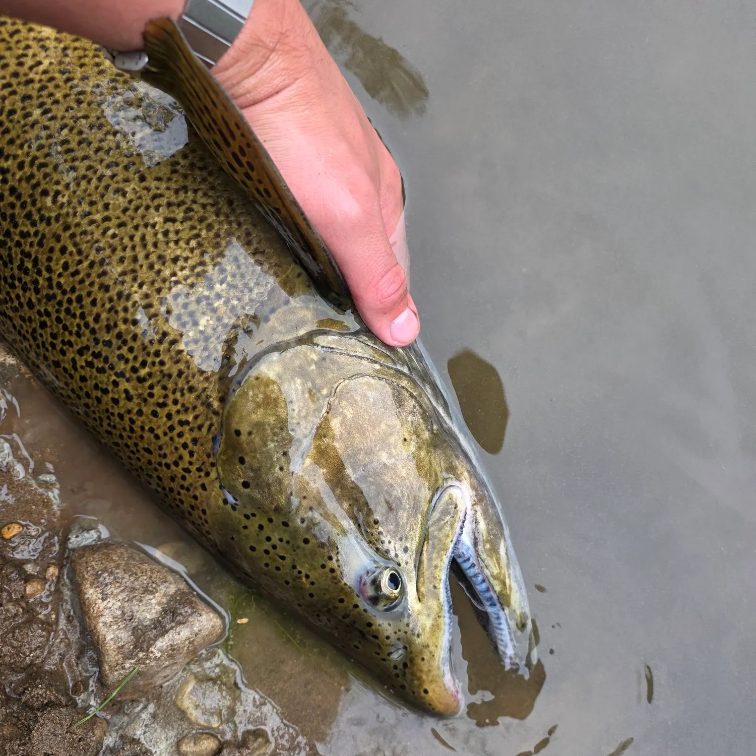Chinook salmon caught on Fishbrain