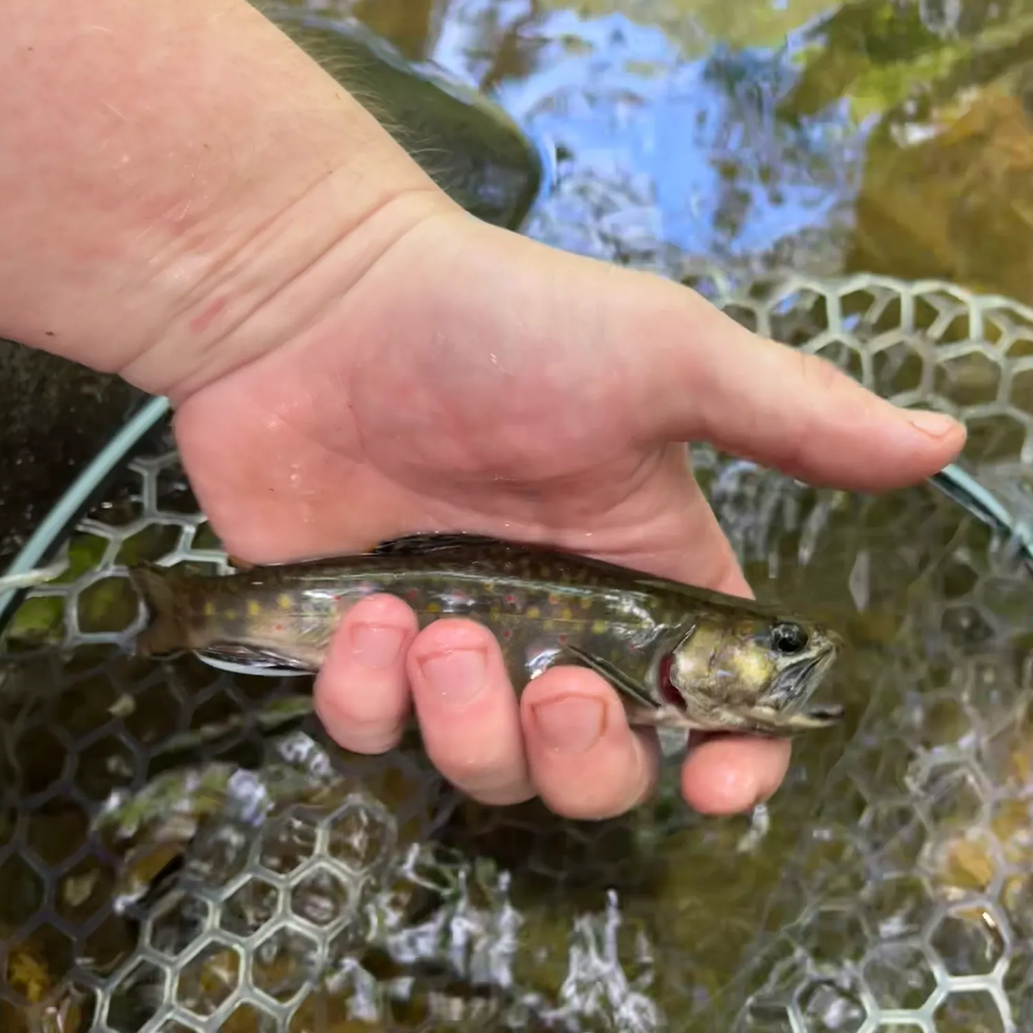 Brook trout caught on Fishbrain