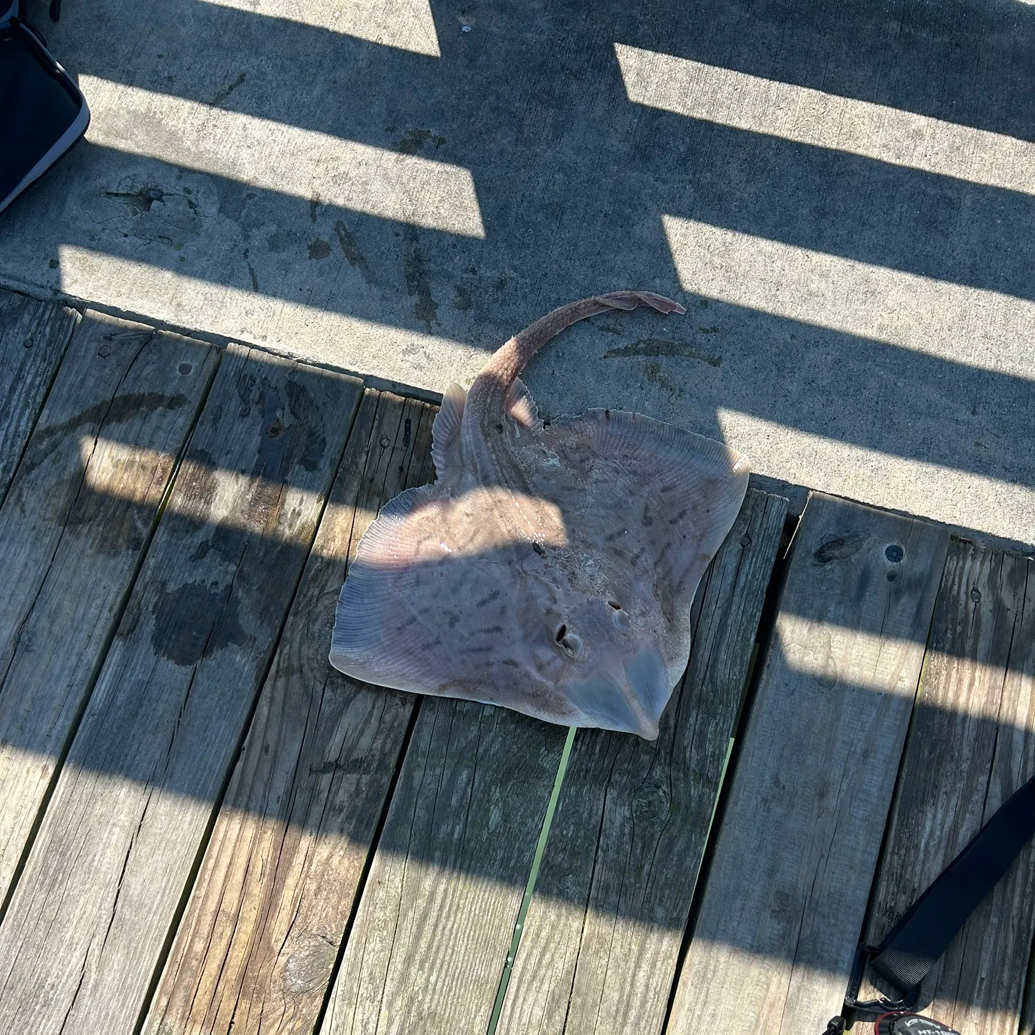 The most recent Clearnose skate catches on Fishbrain
