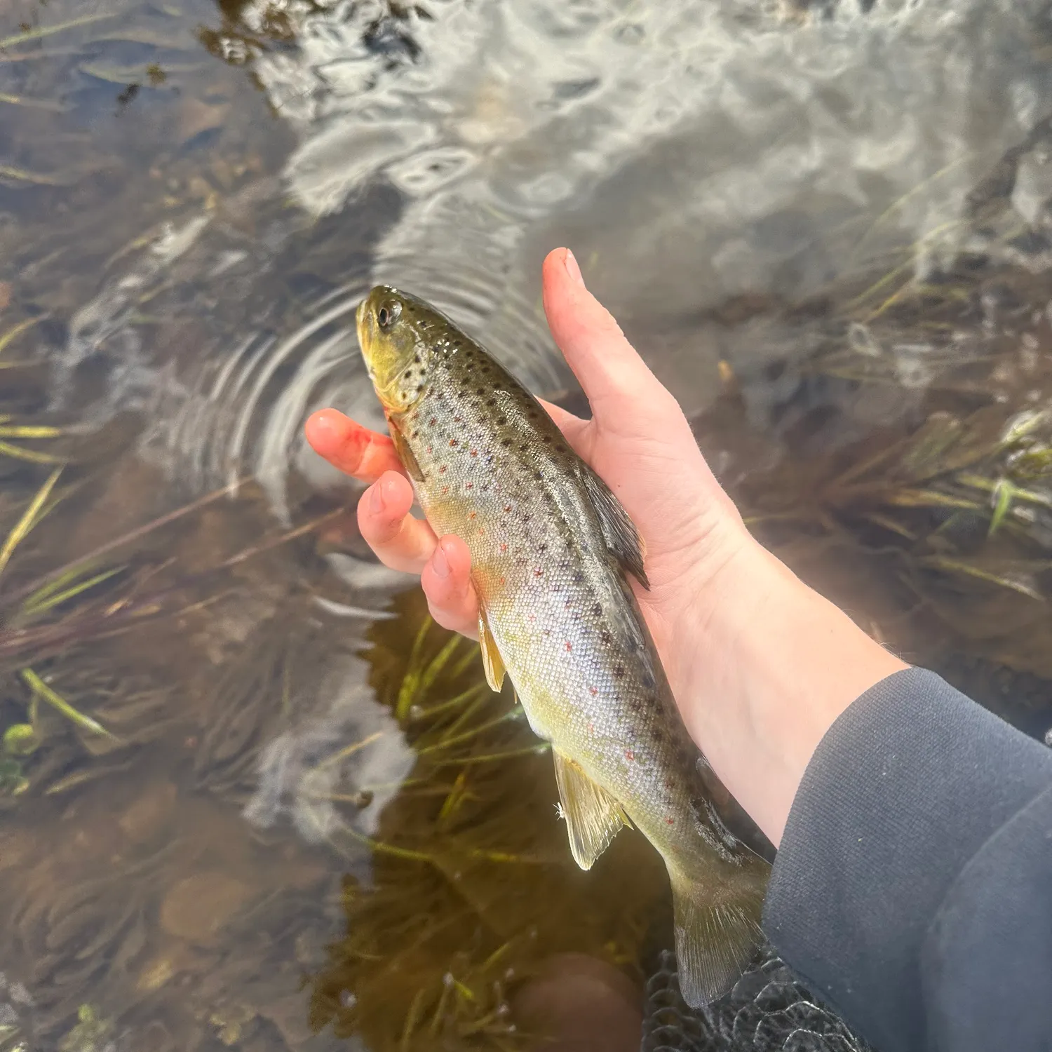 Brown trout caught on Fishbrain