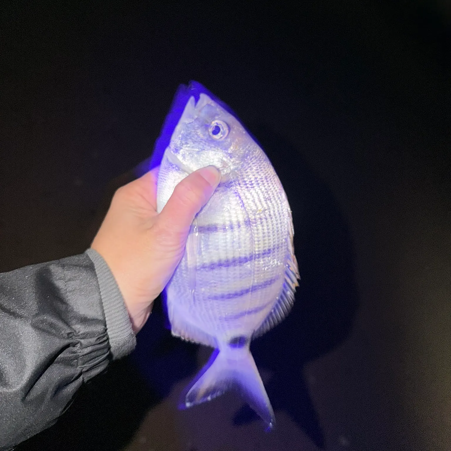 The most recent White seabream catches on Fishbrain