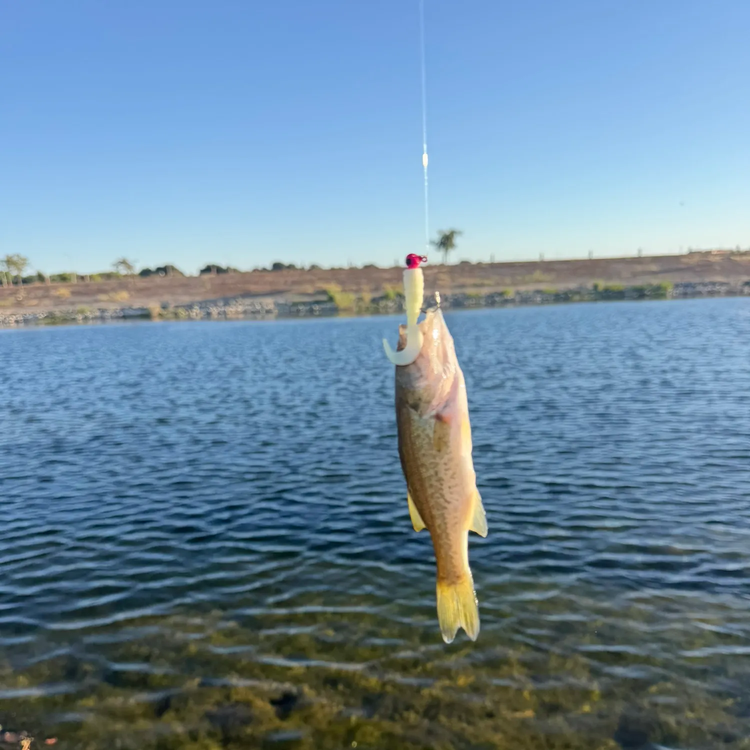 Fish caught on Fishbrain