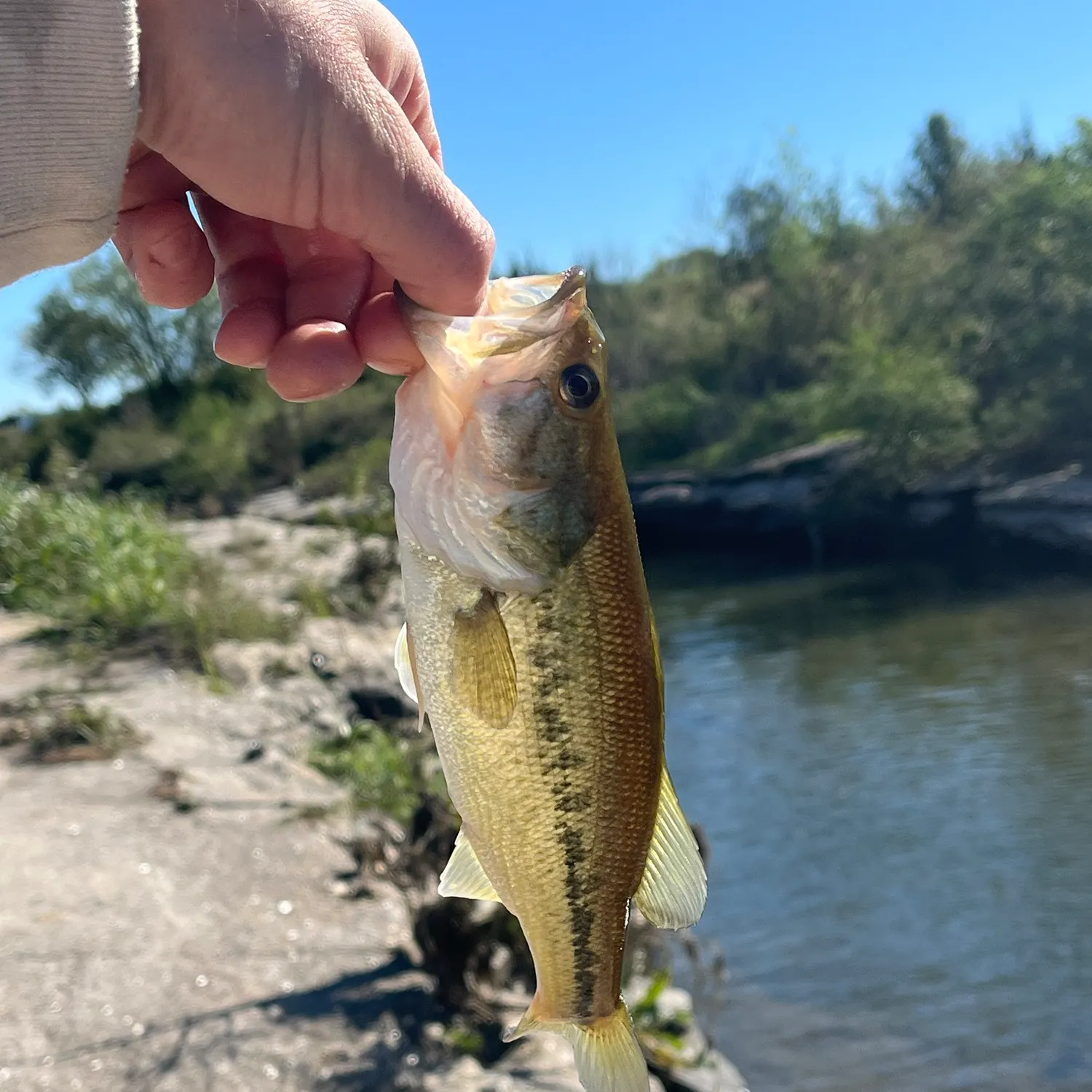 Largemouth bass caught on Fishbrain