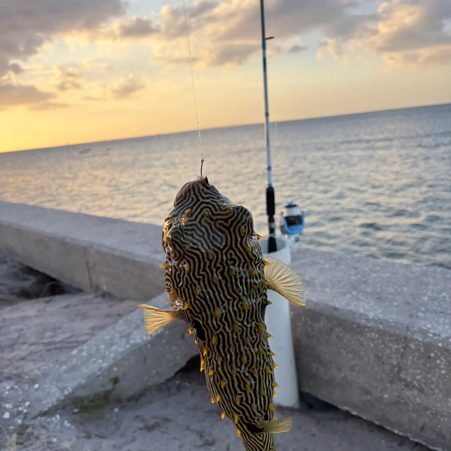 The most recent Striped burrfish catches on Fishbrain