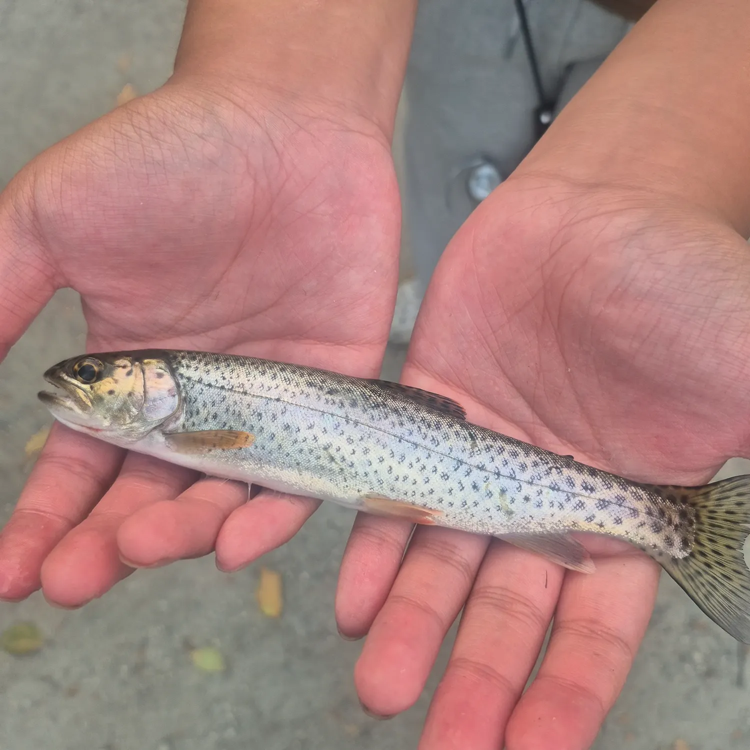 Coastal cutthroat trout caught on Fishbrain