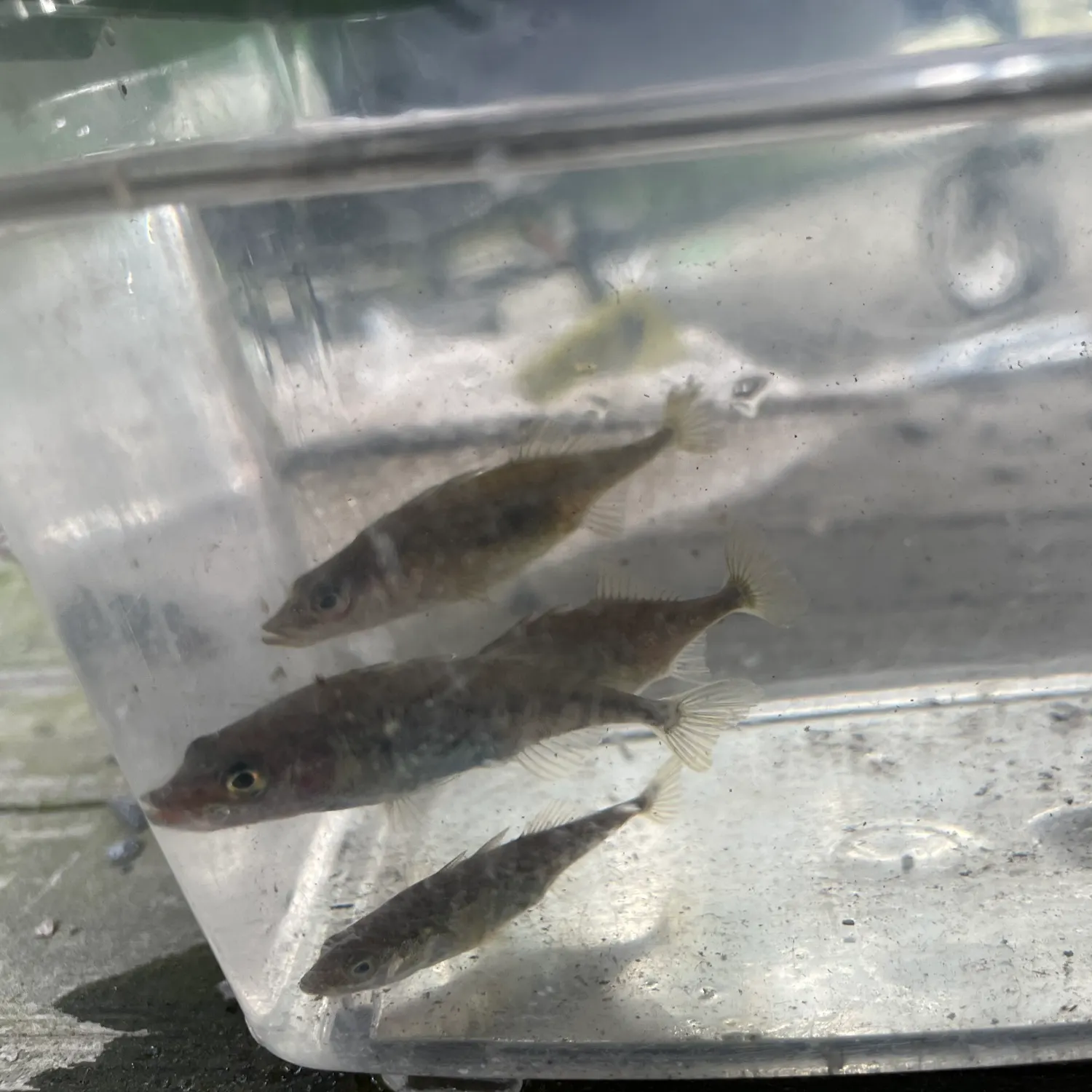 The most recent Three-spined stickleback catches on Fishbrain