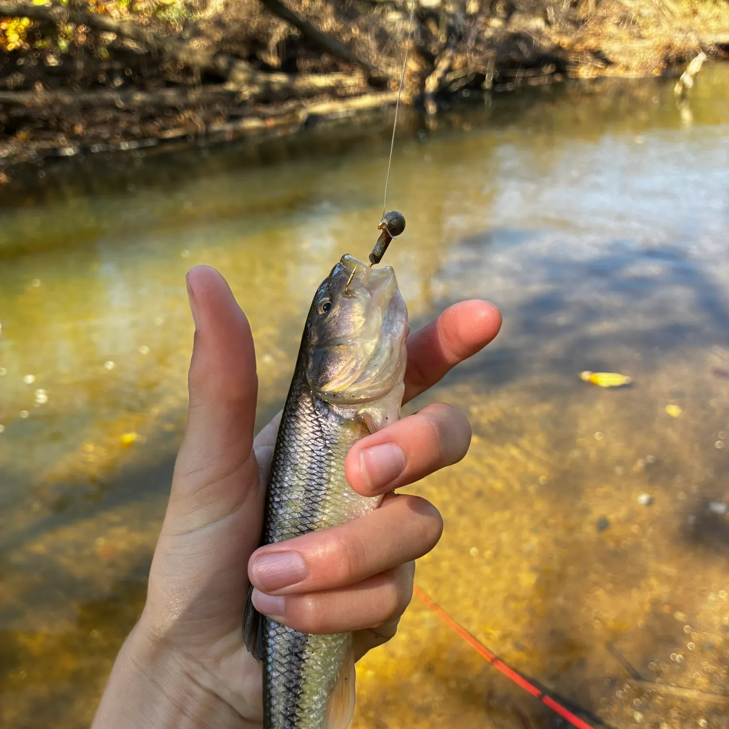 Creek chub caught on Fishbrain