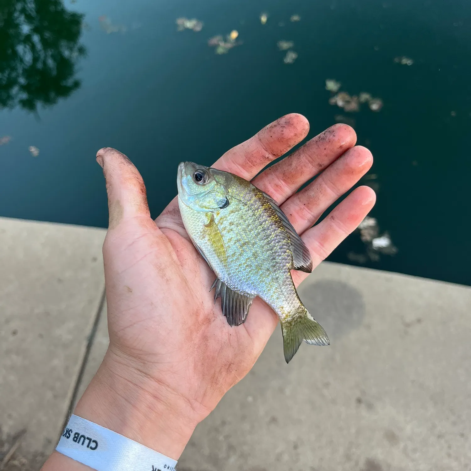 Bluegill caught on Fishbrain