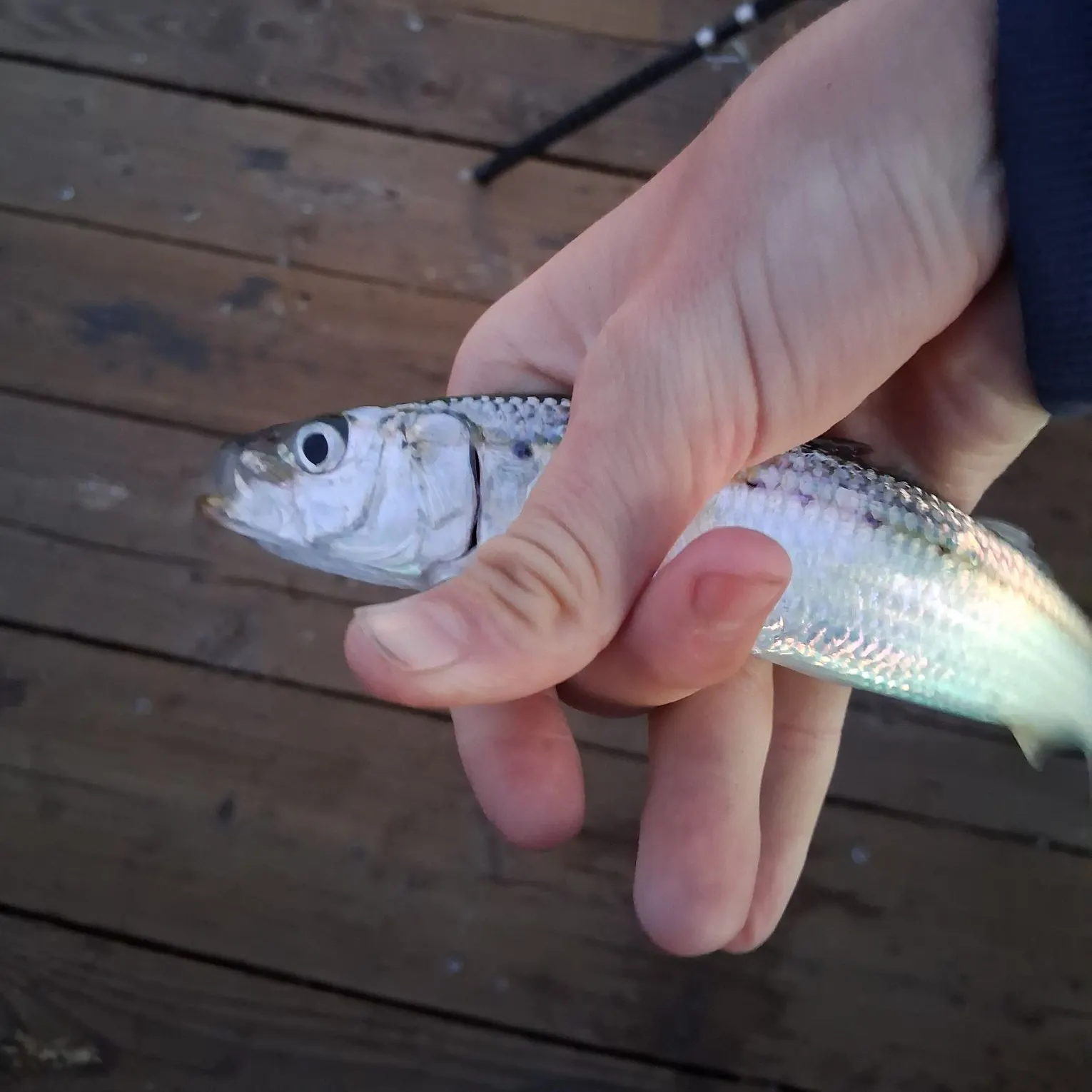 The most recent Japanese pilchard catches on Fishbrain