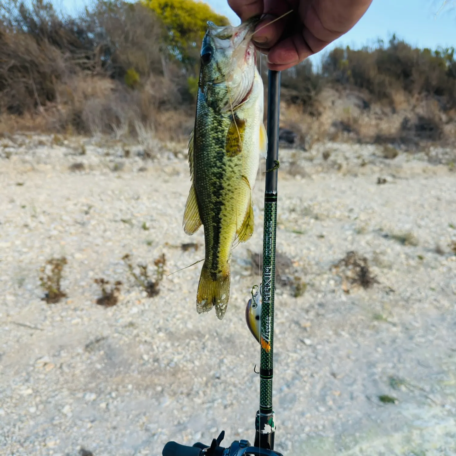 Largemouth bass caught on Fishbrain