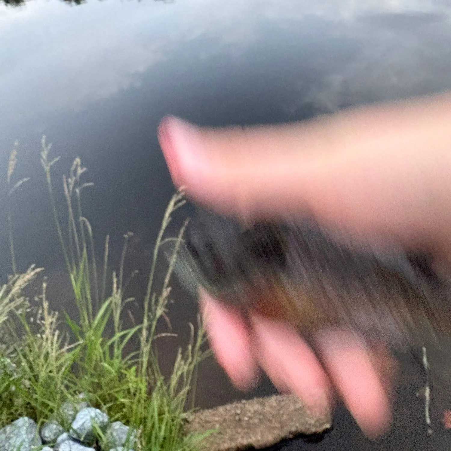 Fish caught on Fishbrain