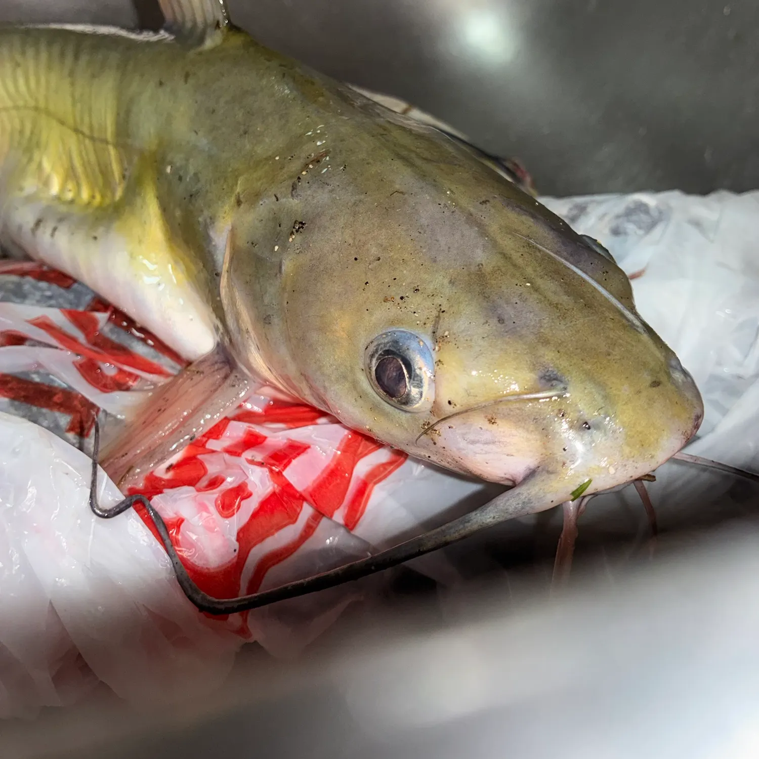 Channel catfish caught on Fishbrain