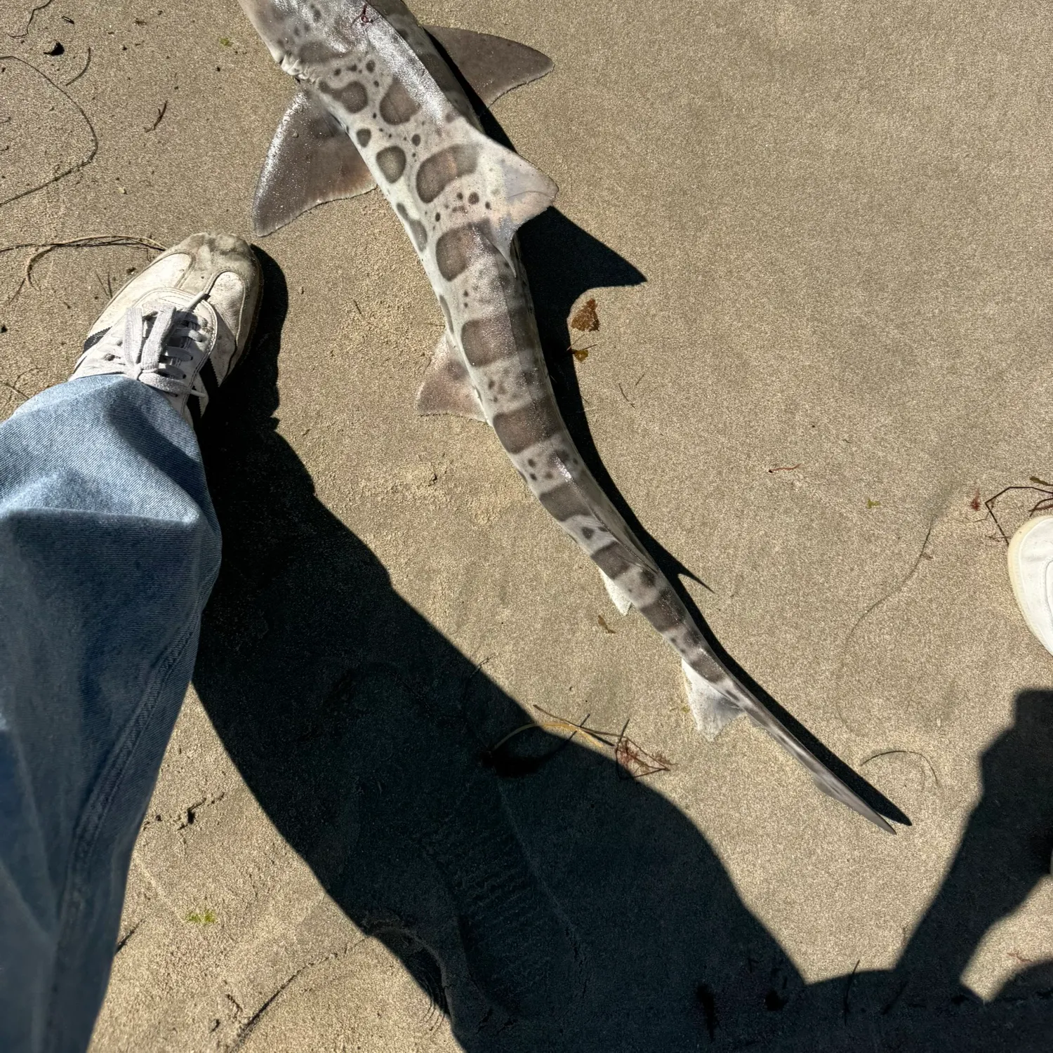 Leopard shark caught on Fishbrain