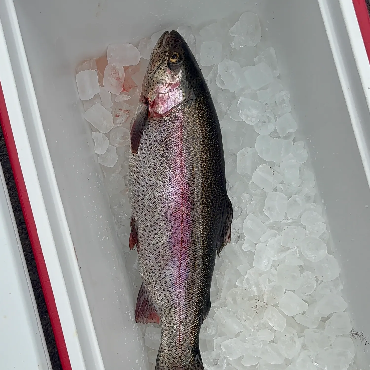 The most recent Rainbow trout catches on Fishbrain