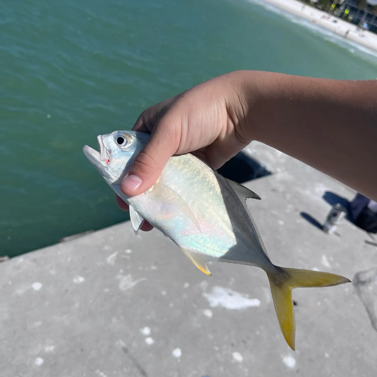 Crevalle jack caught on Fishbrain