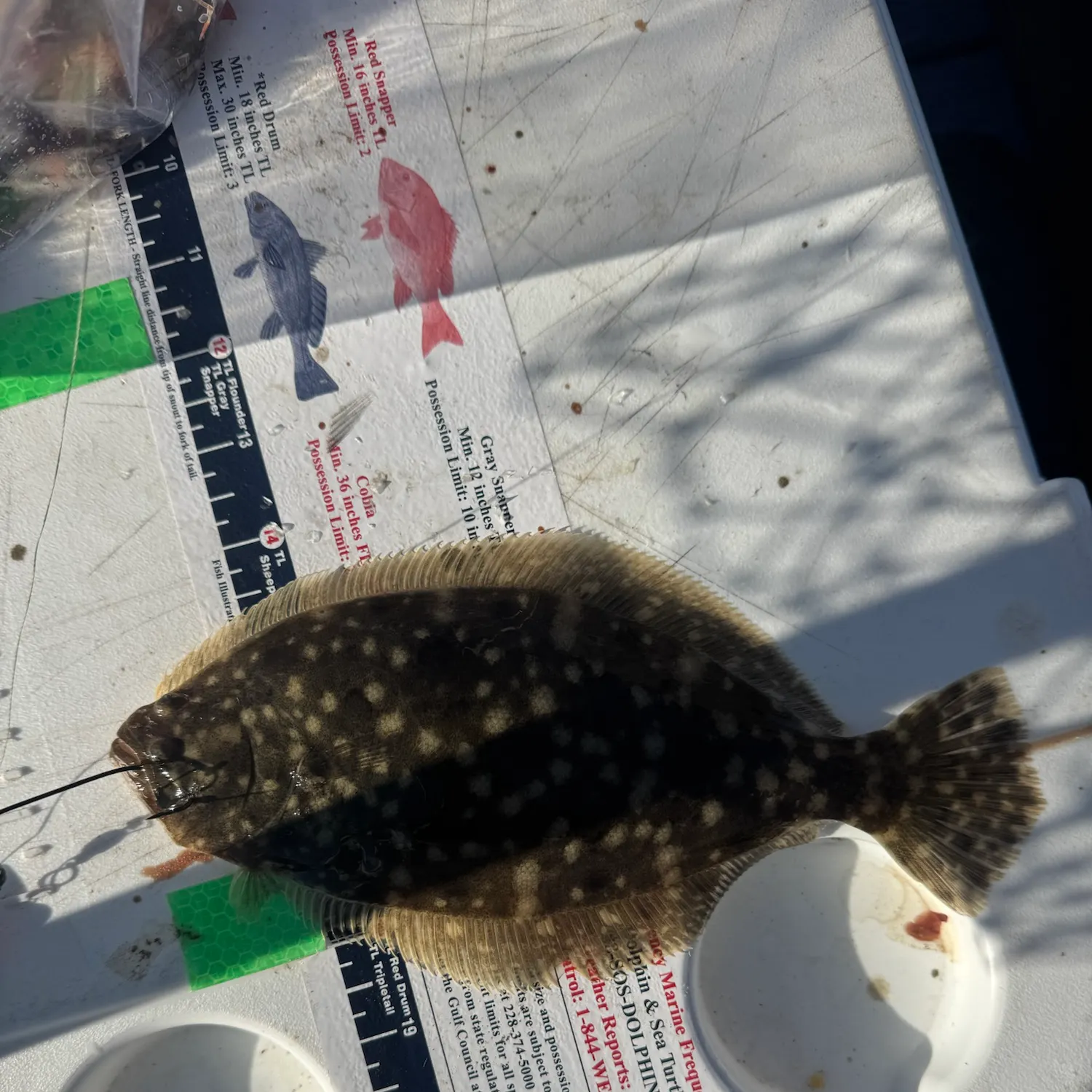 Southern flounder caught on Fishbrain