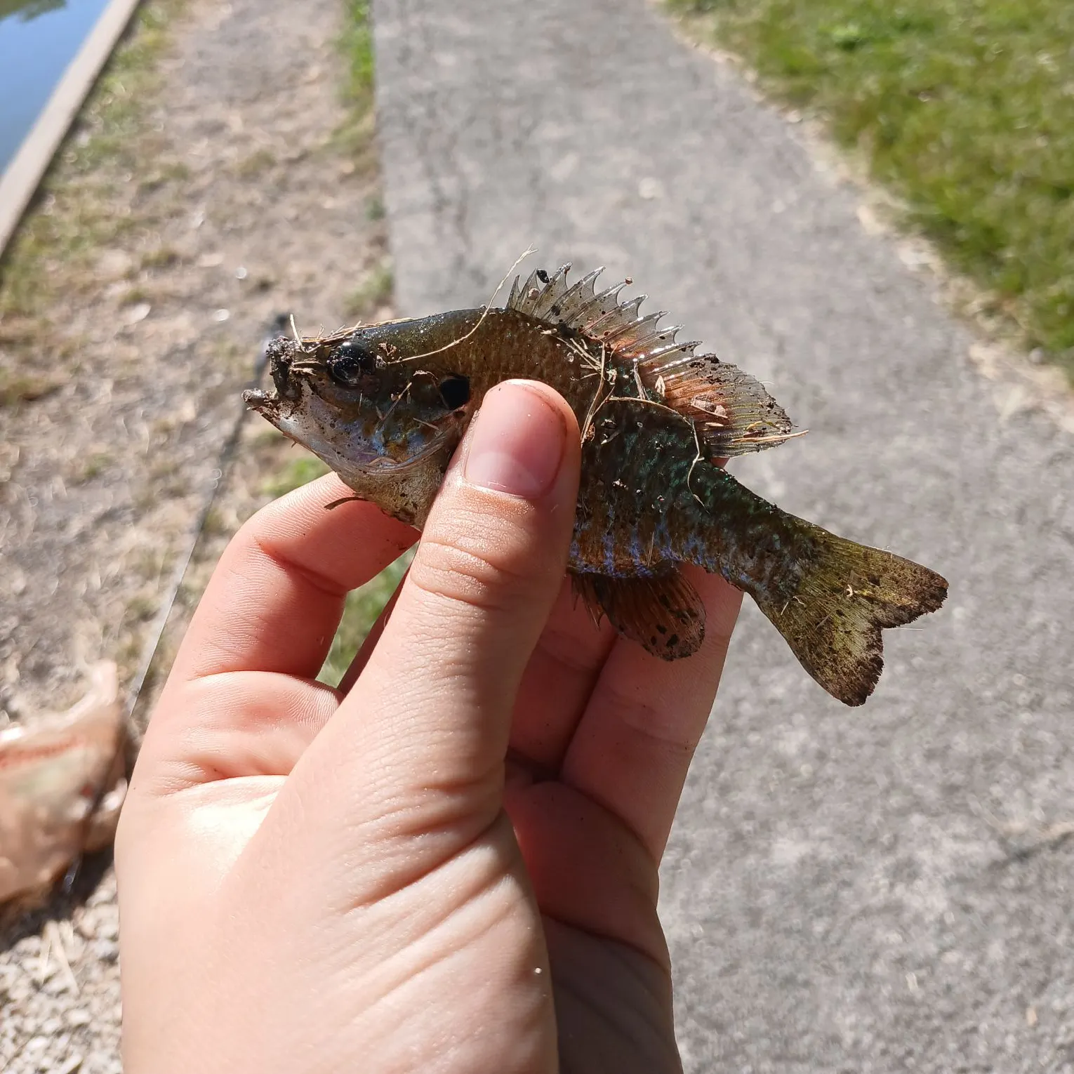 Bluegill caught on Fishbrain