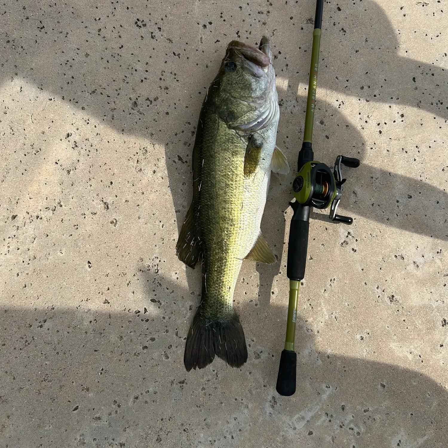 Fish caught on Fishbrain