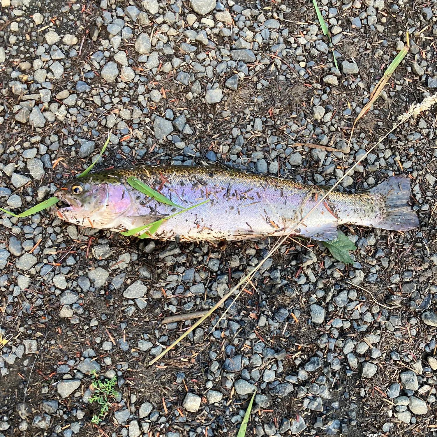 Rainbow trout caught on Fishbrain