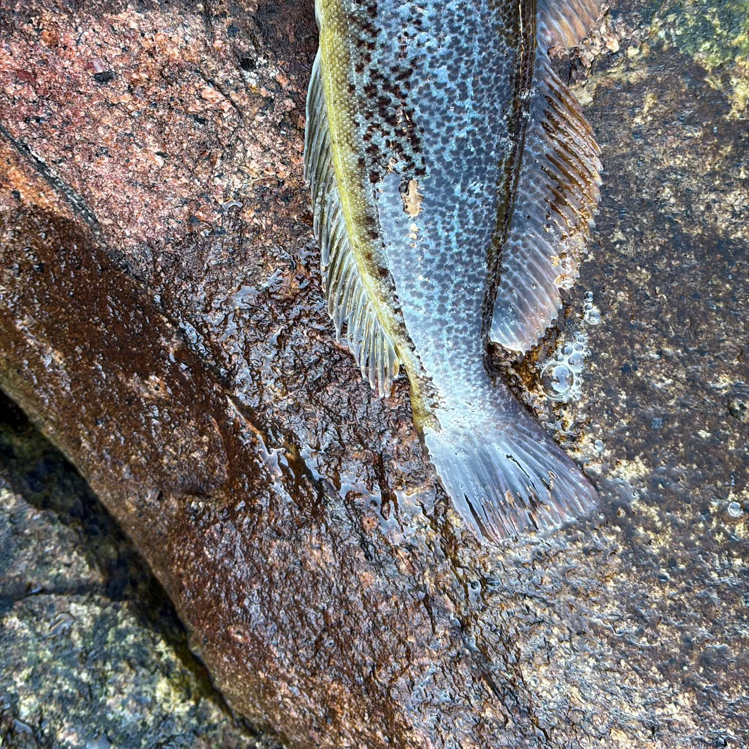 The most recent Kelp greenling catches on Fishbrain