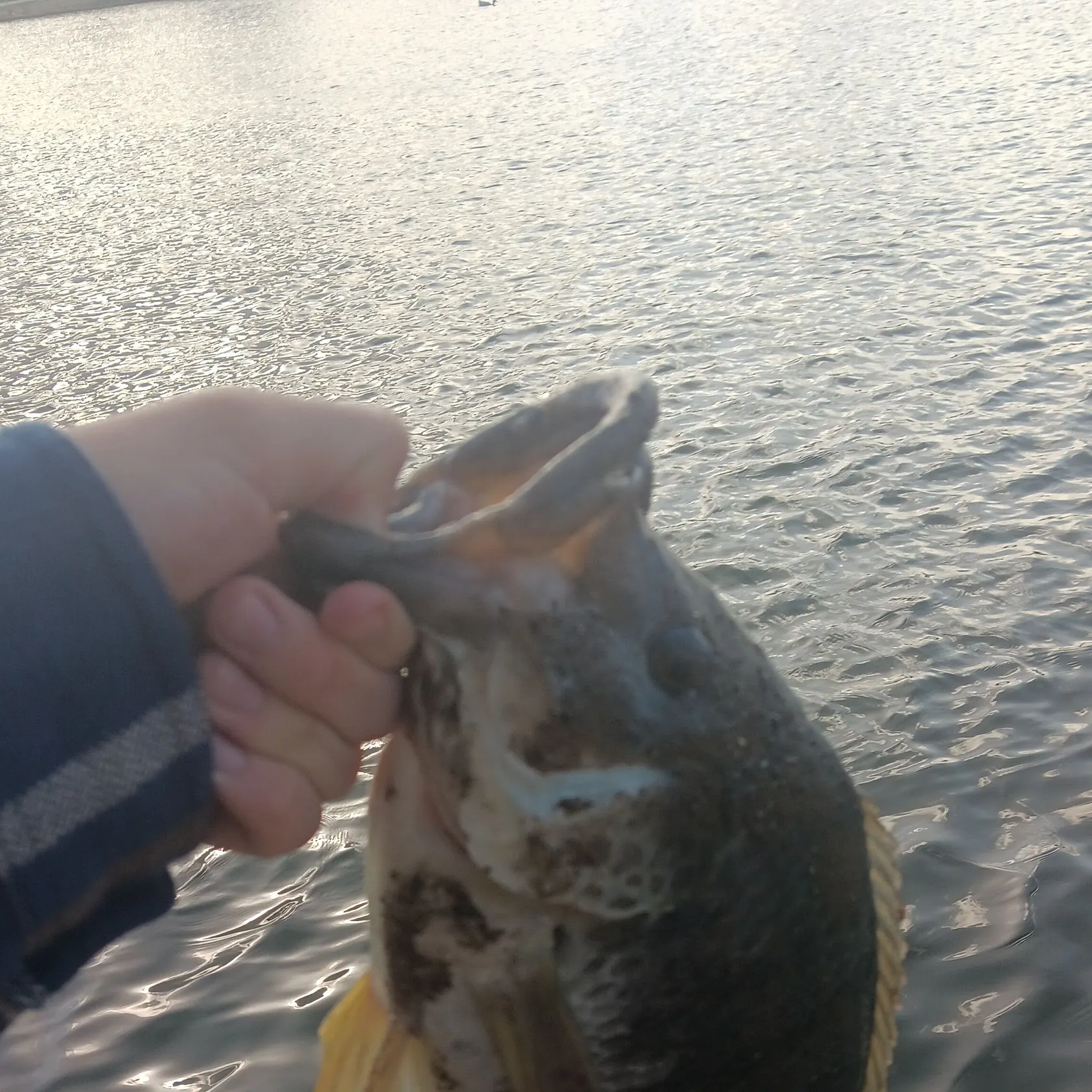 Blue tilapia caught on Fishbrain