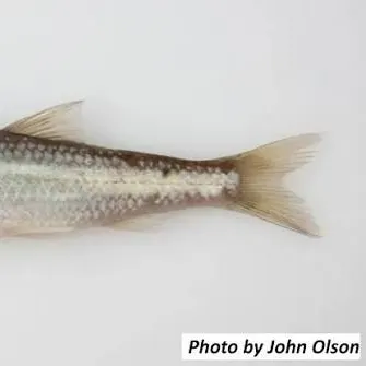 The most recent Silverjaw minnow catches on Fishbrain