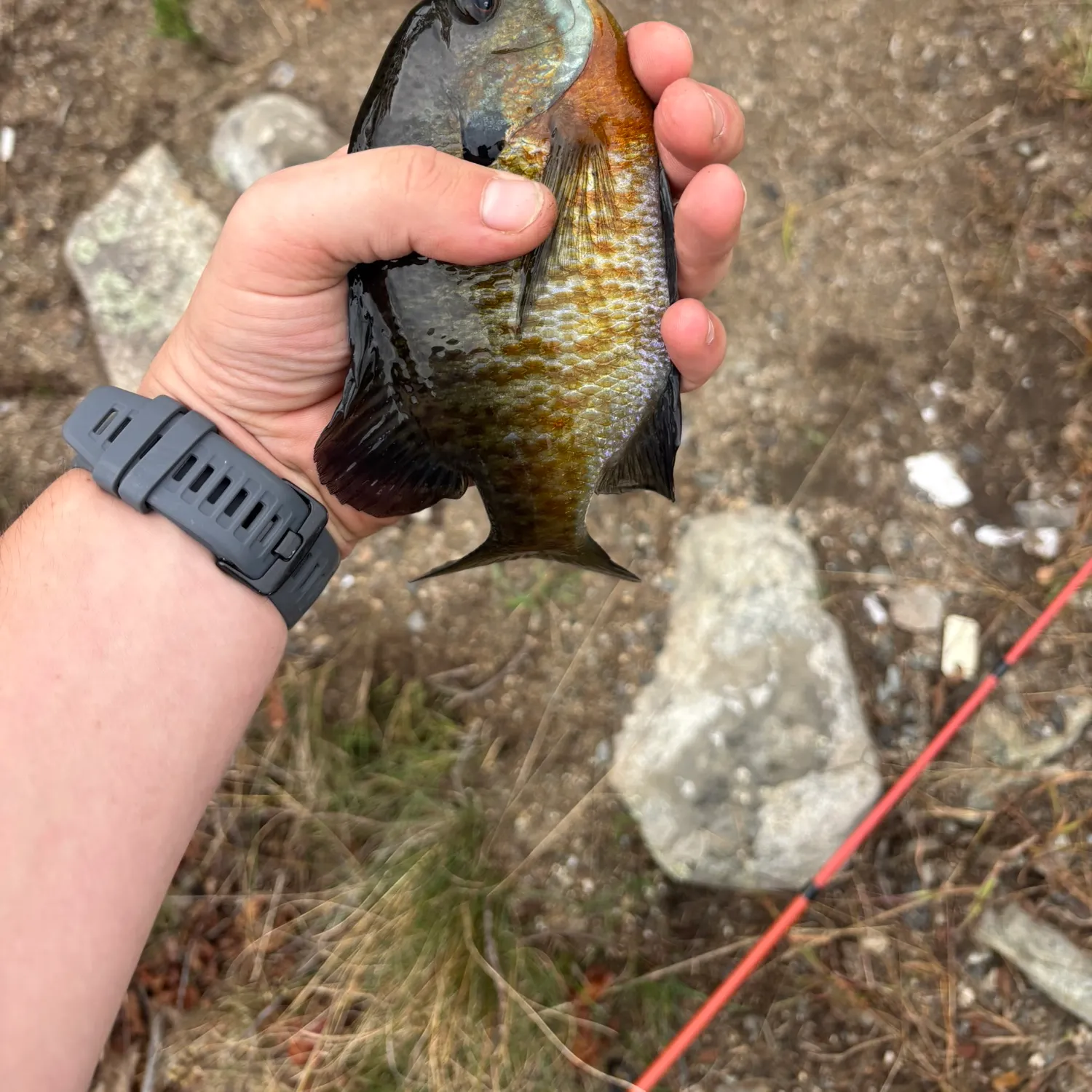 Bluegill caught on Fishbrain