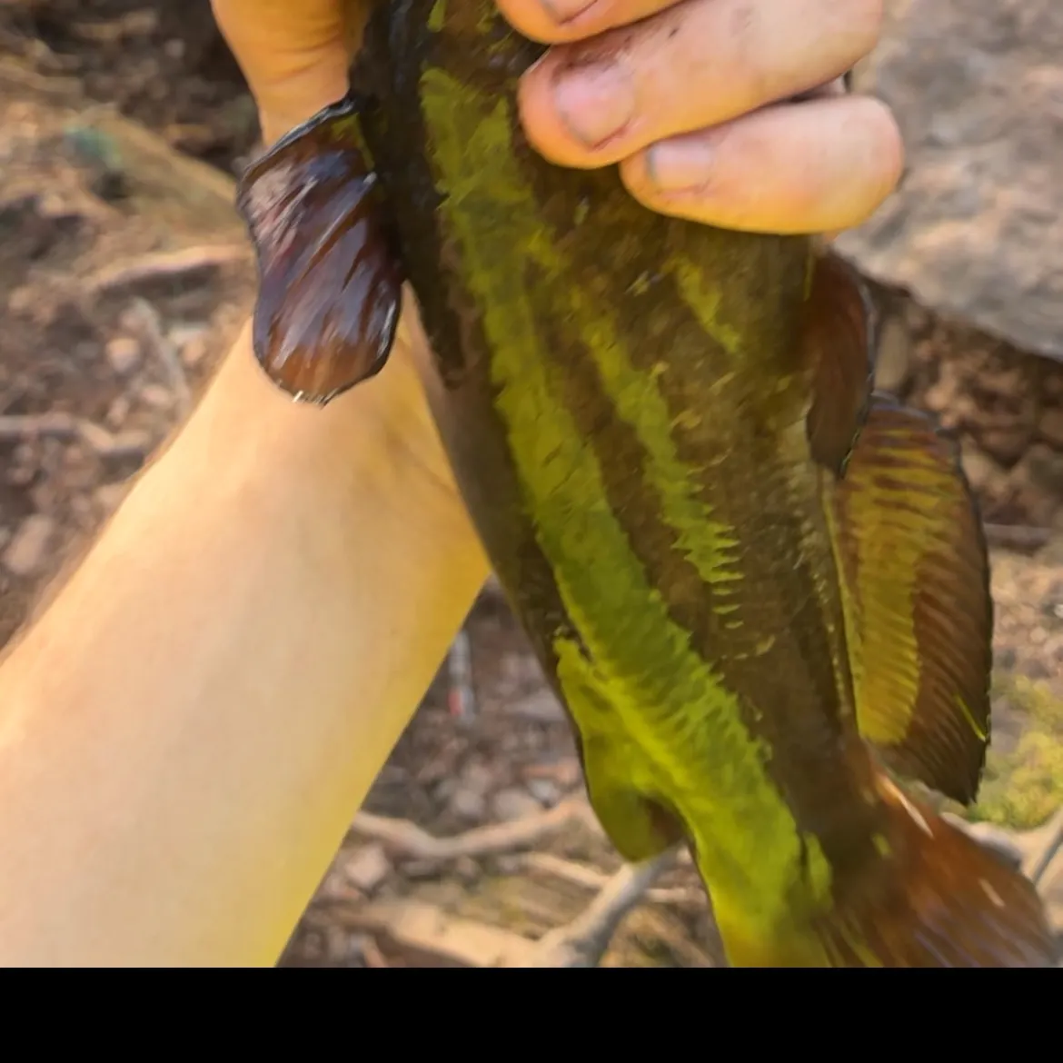 Black bullhead caught on Fishbrain