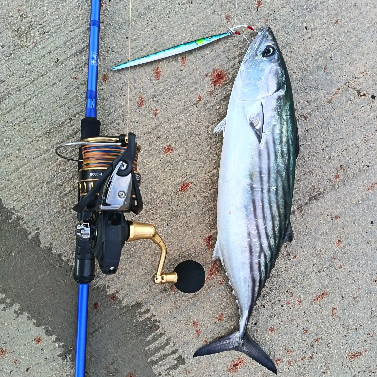 The most recent Atlantic bonito catches on Fishbrain