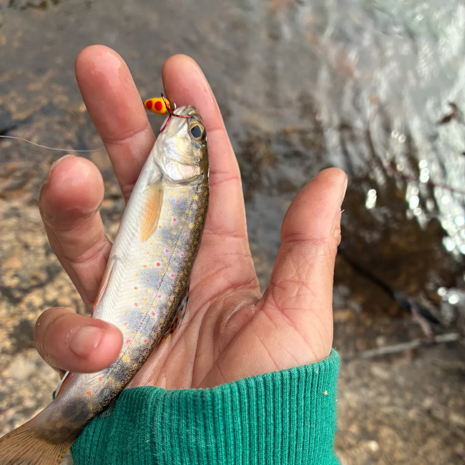 Brook trout caught on Fishbrain