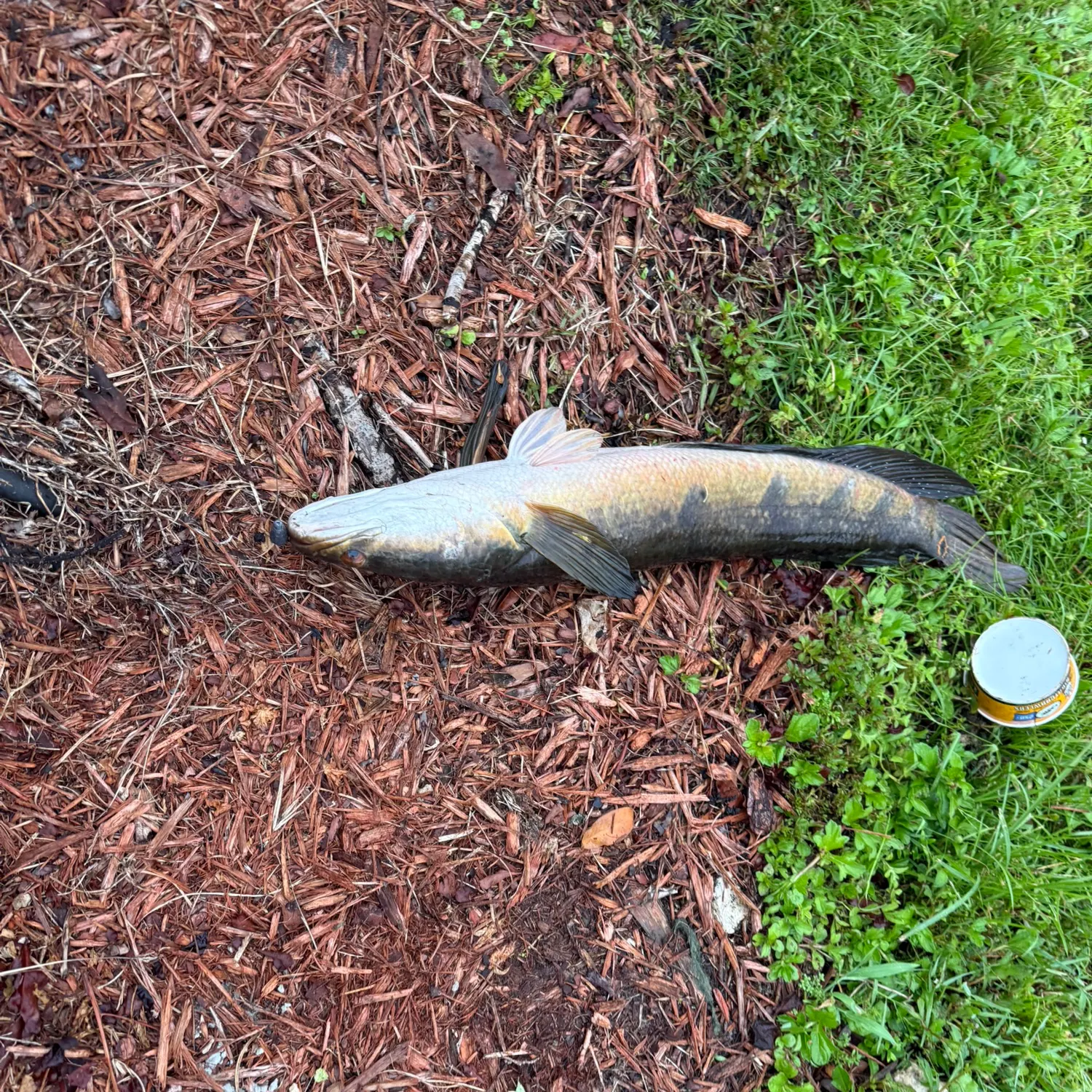 Fish caught on Fishbrain