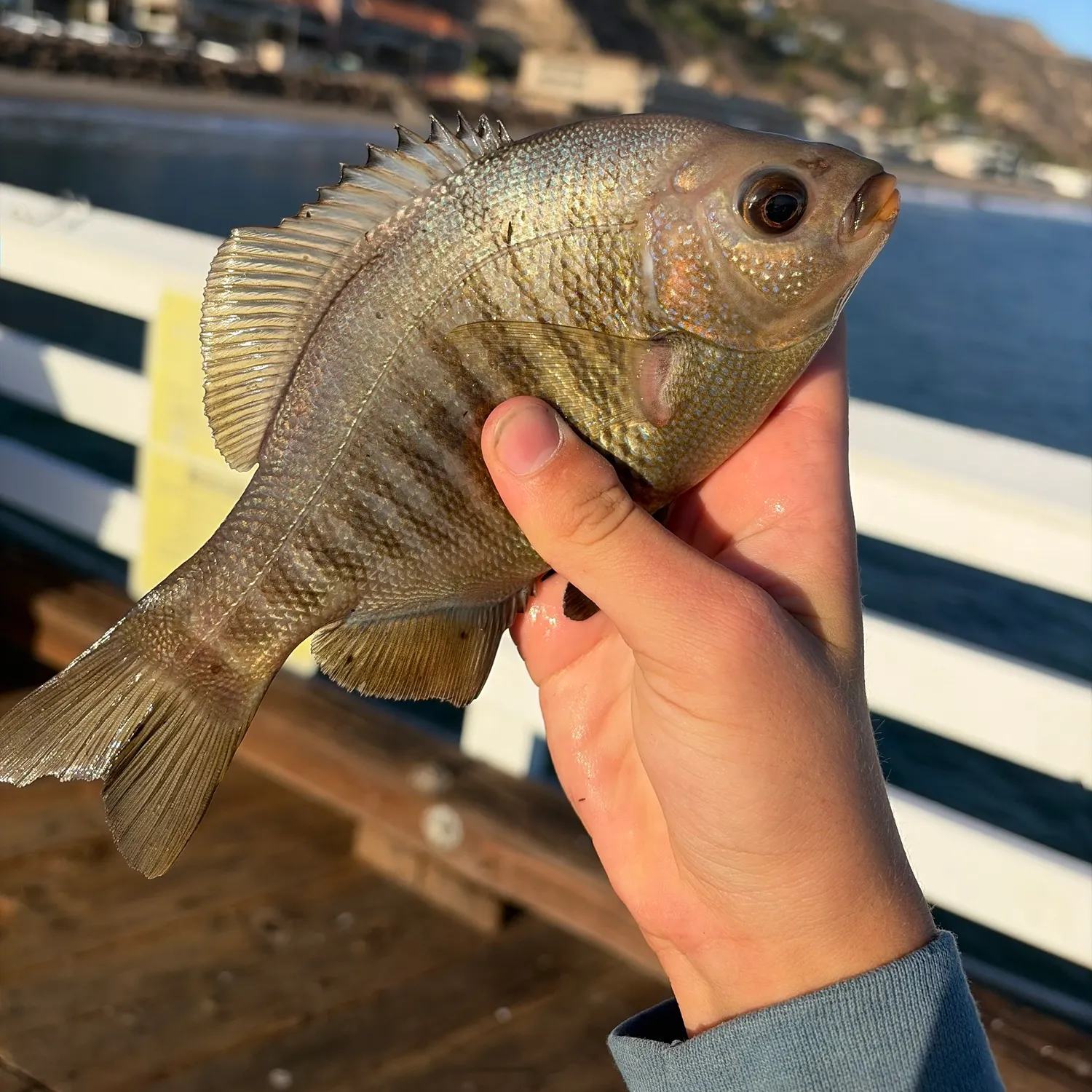 Black perch caught on Fishbrain