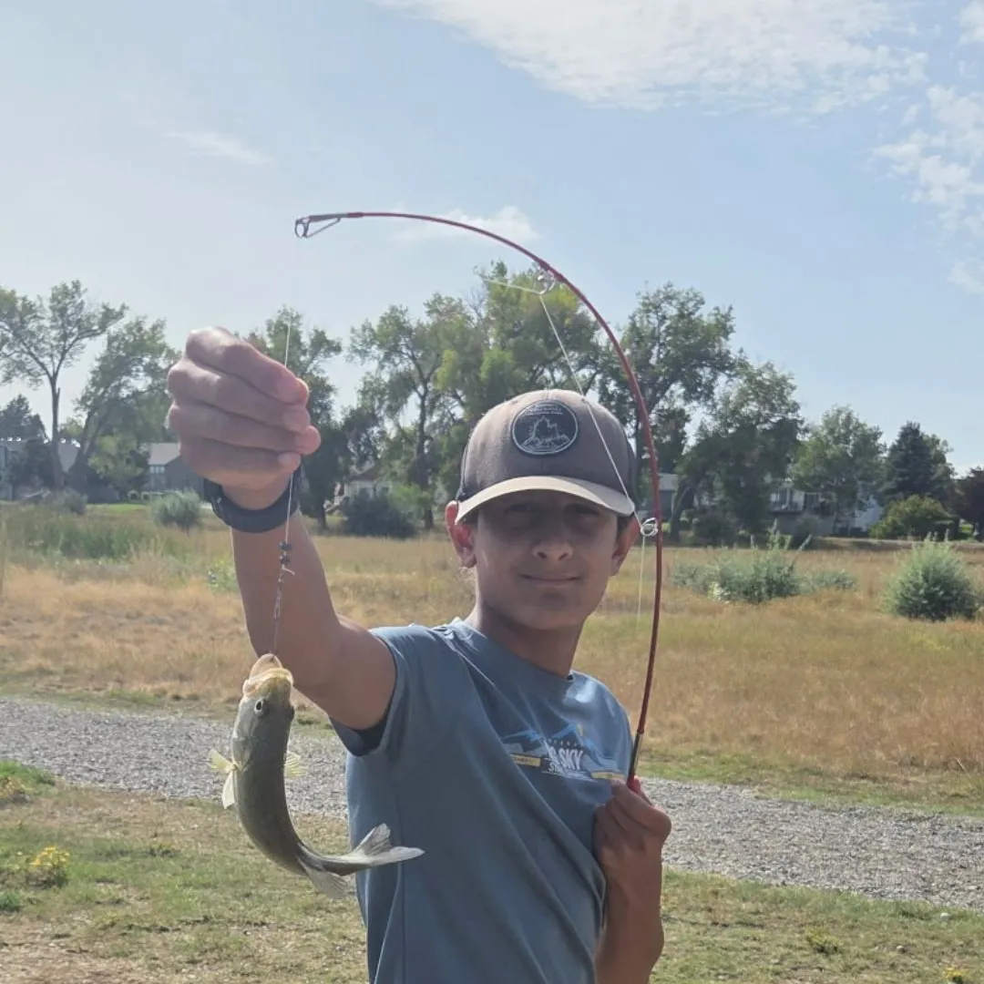 Smallmouth bass caught on Fishbrain