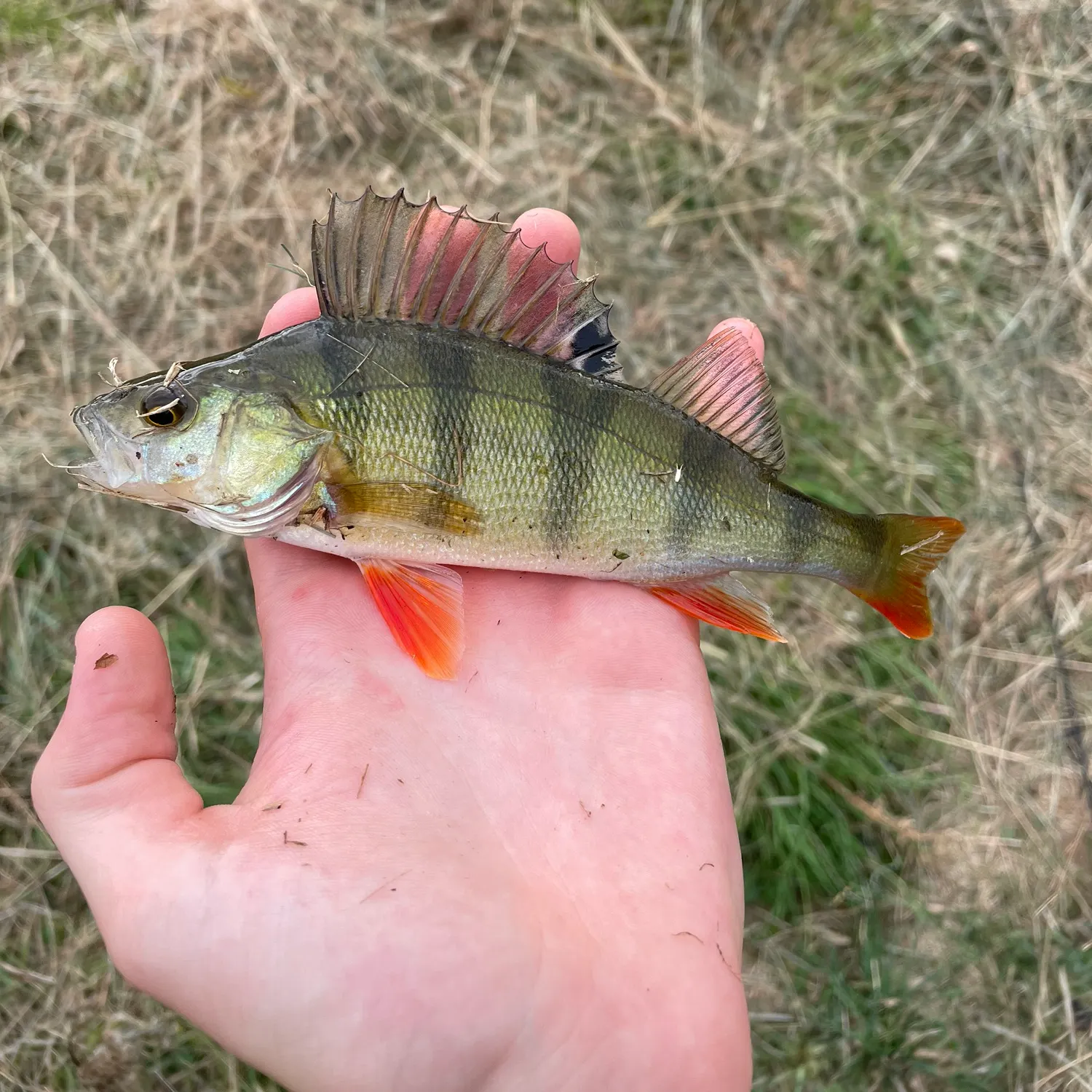 European perch caught on Fishbrain