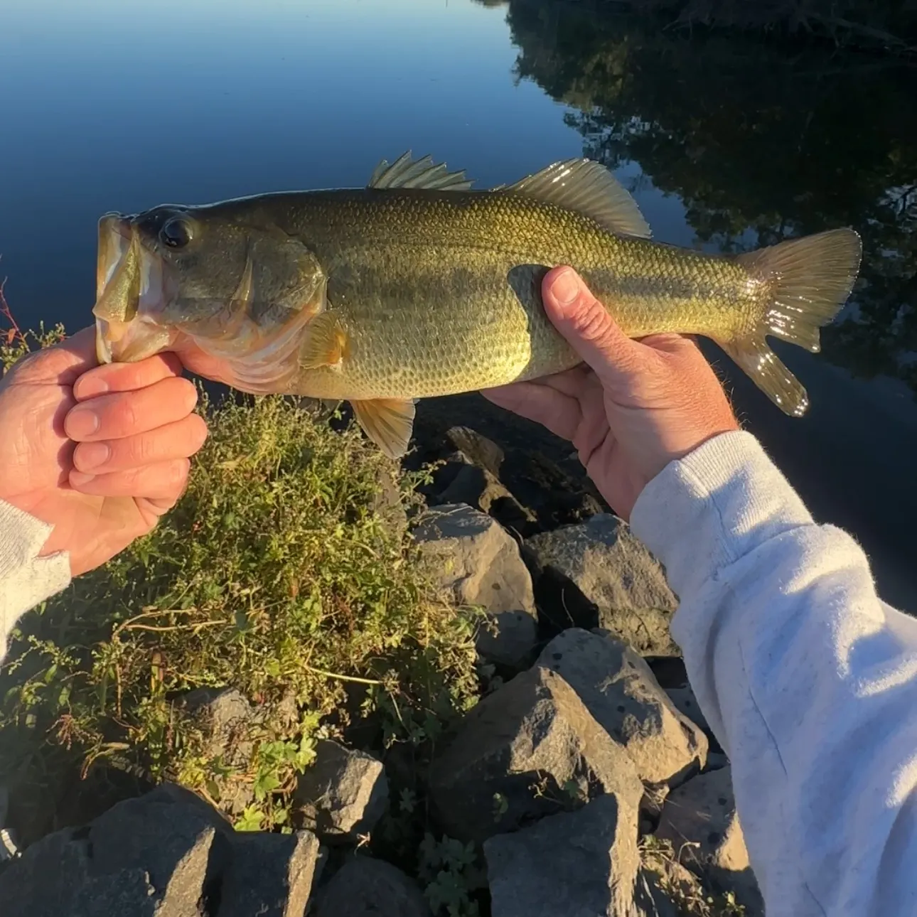 Largemouth bass caught on Fishbrain