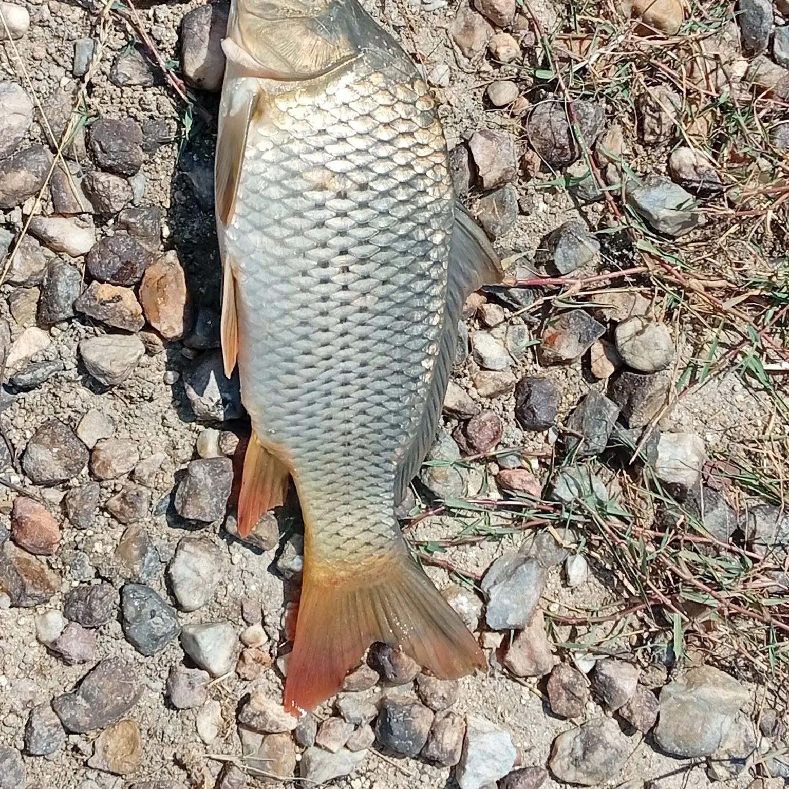 Common carp caught on Fishbrain