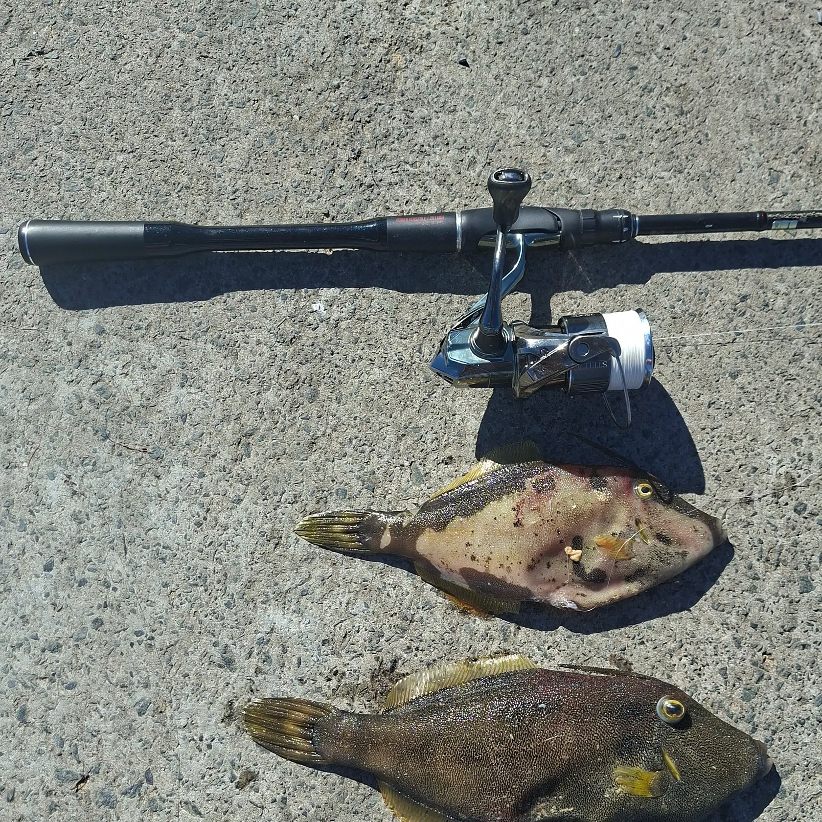 The most recent Yellowfin leatherjacket catches on Fishbrain