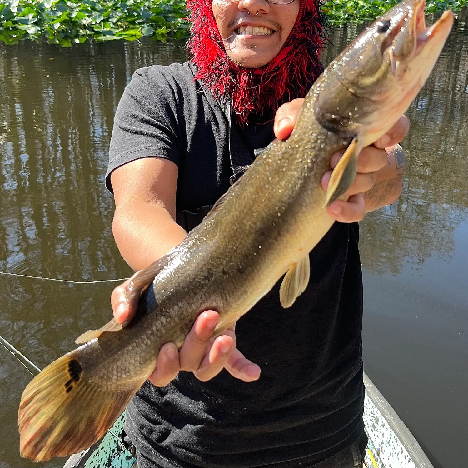 The most recent Eyetail bowfin catches on Fishbrain