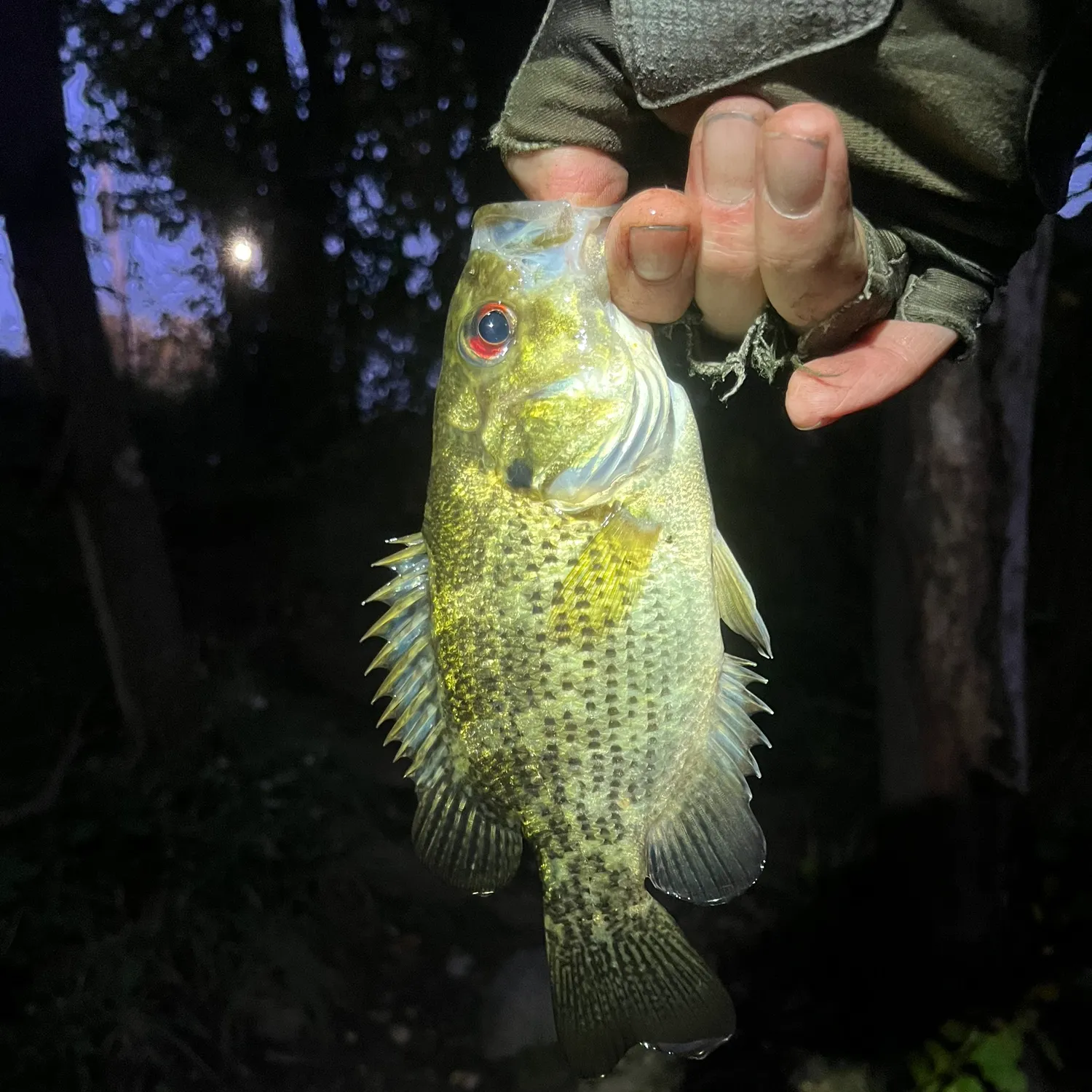 Rock bass caught on Fishbrain